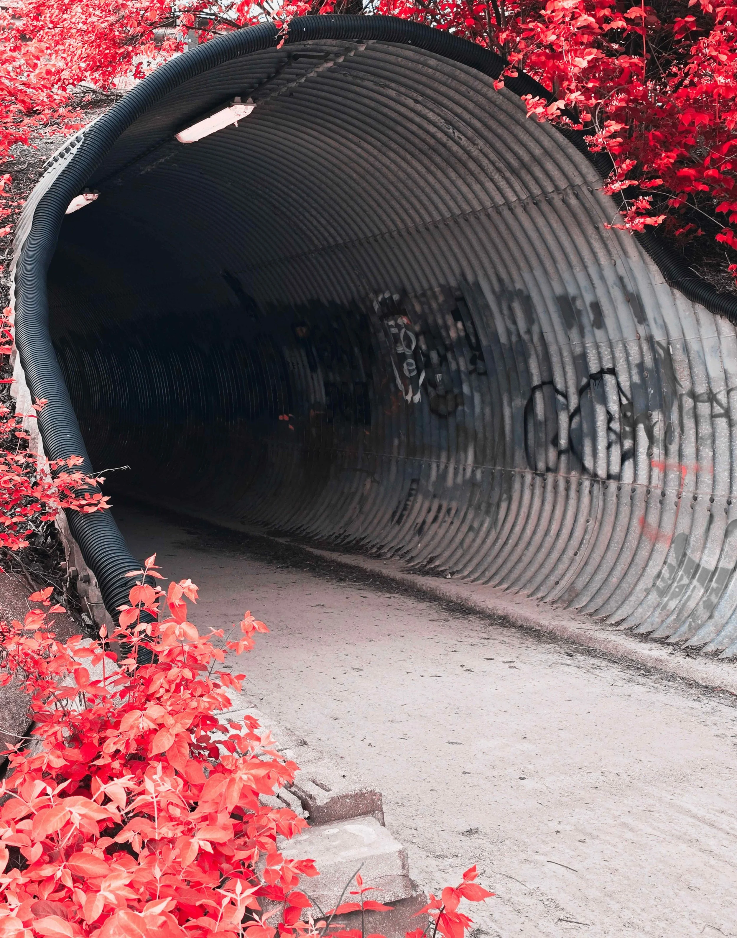 Trail Tunnel Pink 11x14.jpg