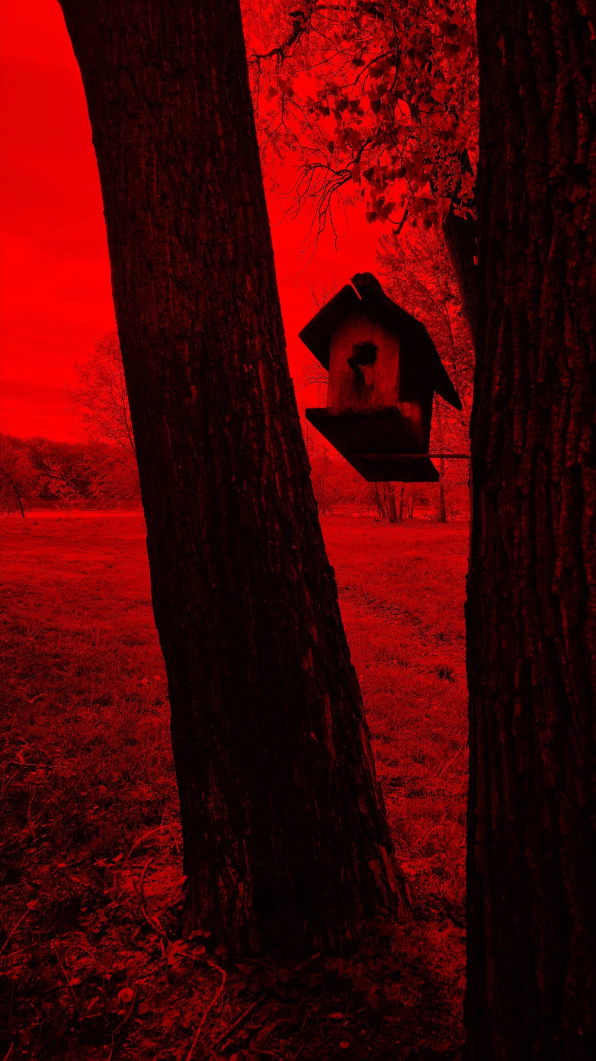Birdhouse Red 9x16.jpg