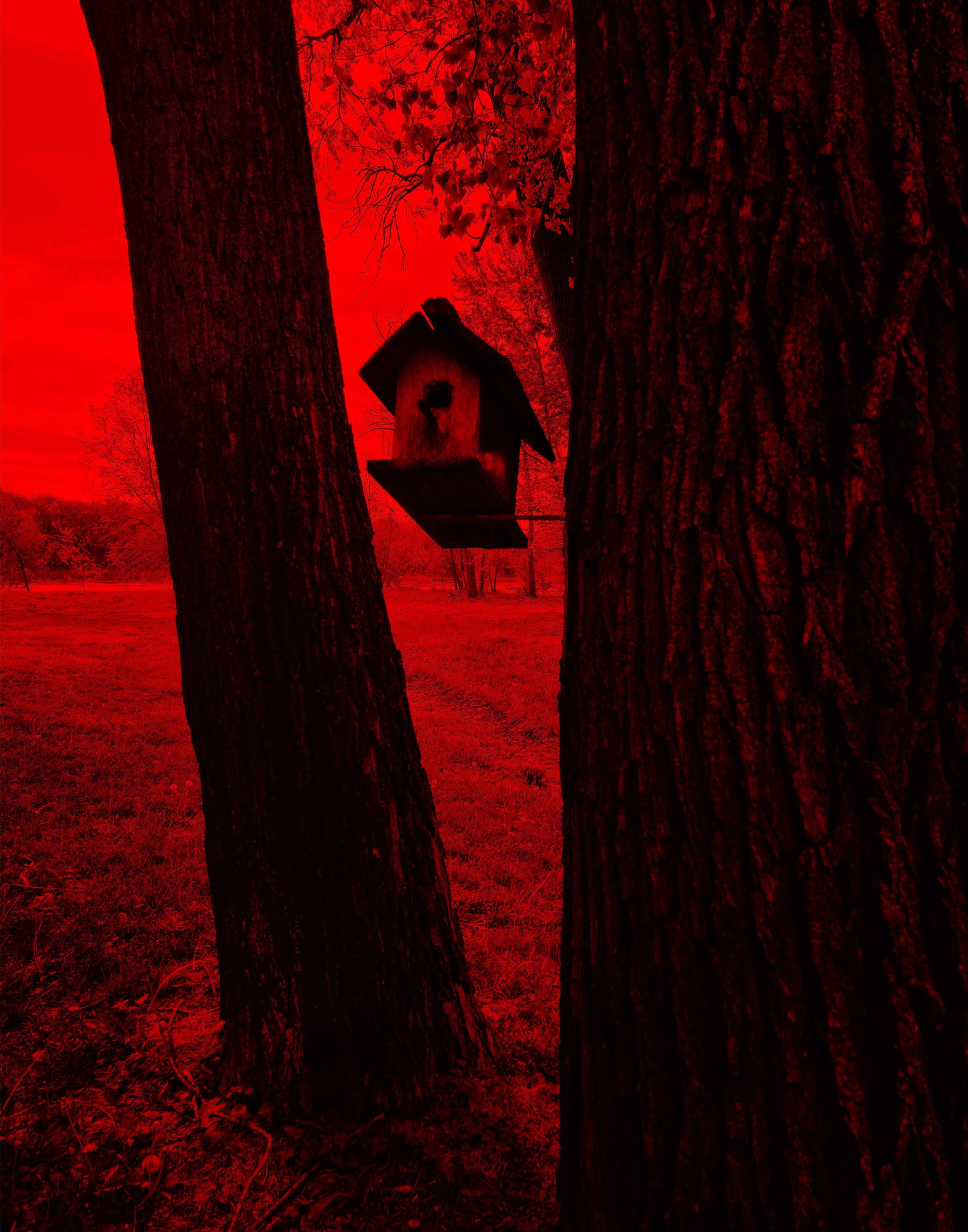 Birdhouse Red 11x14.jpg