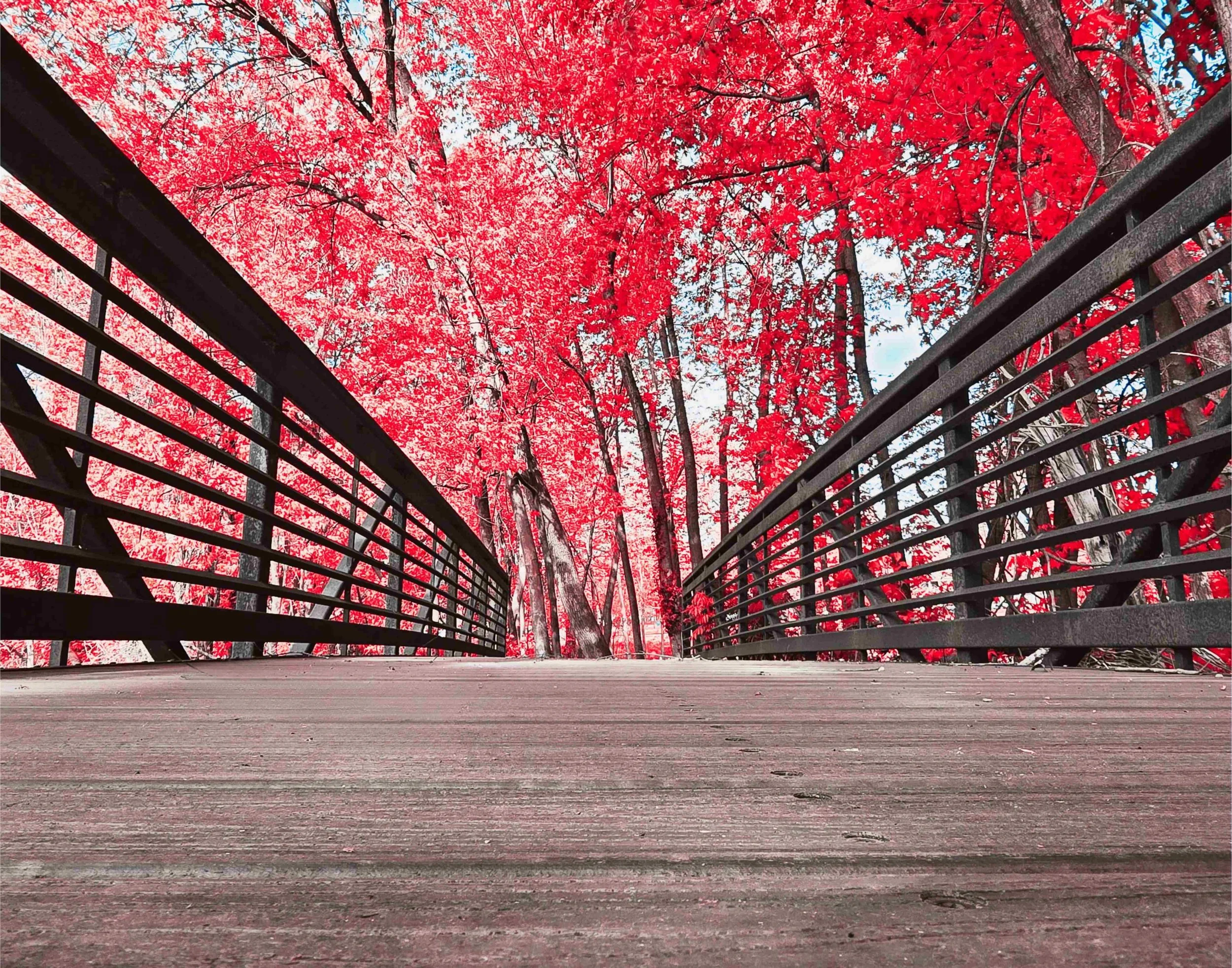 Woods Bridge Pink 14x11.jpg