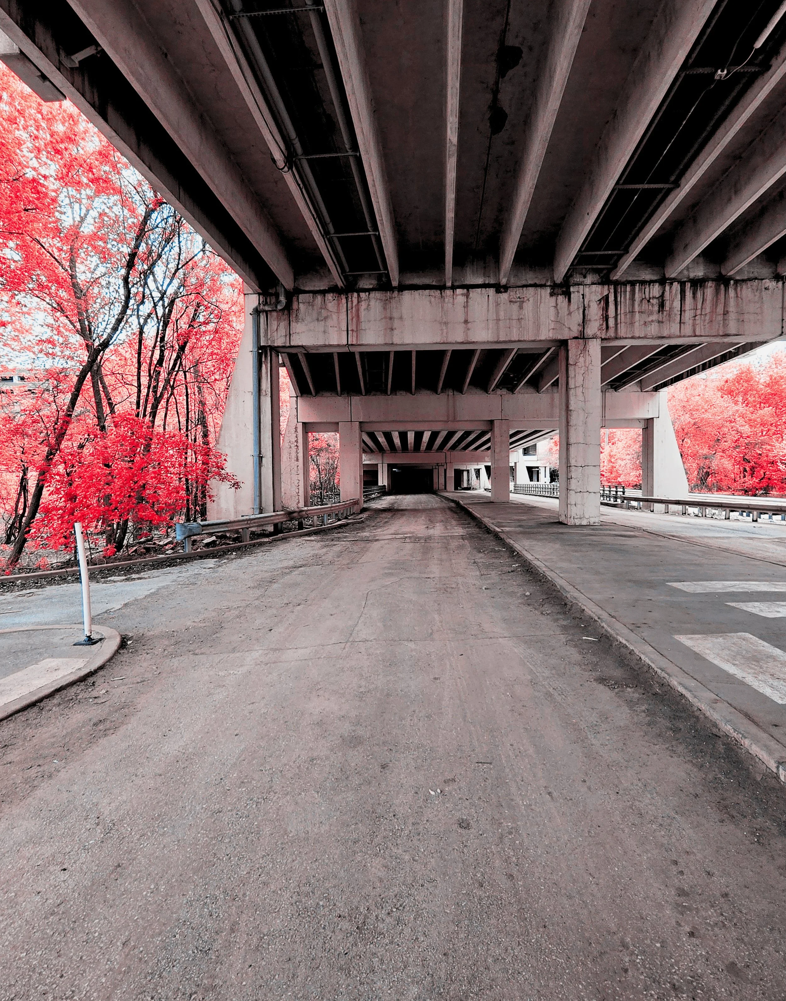 14x11 Pink St. Charles 2.jpg