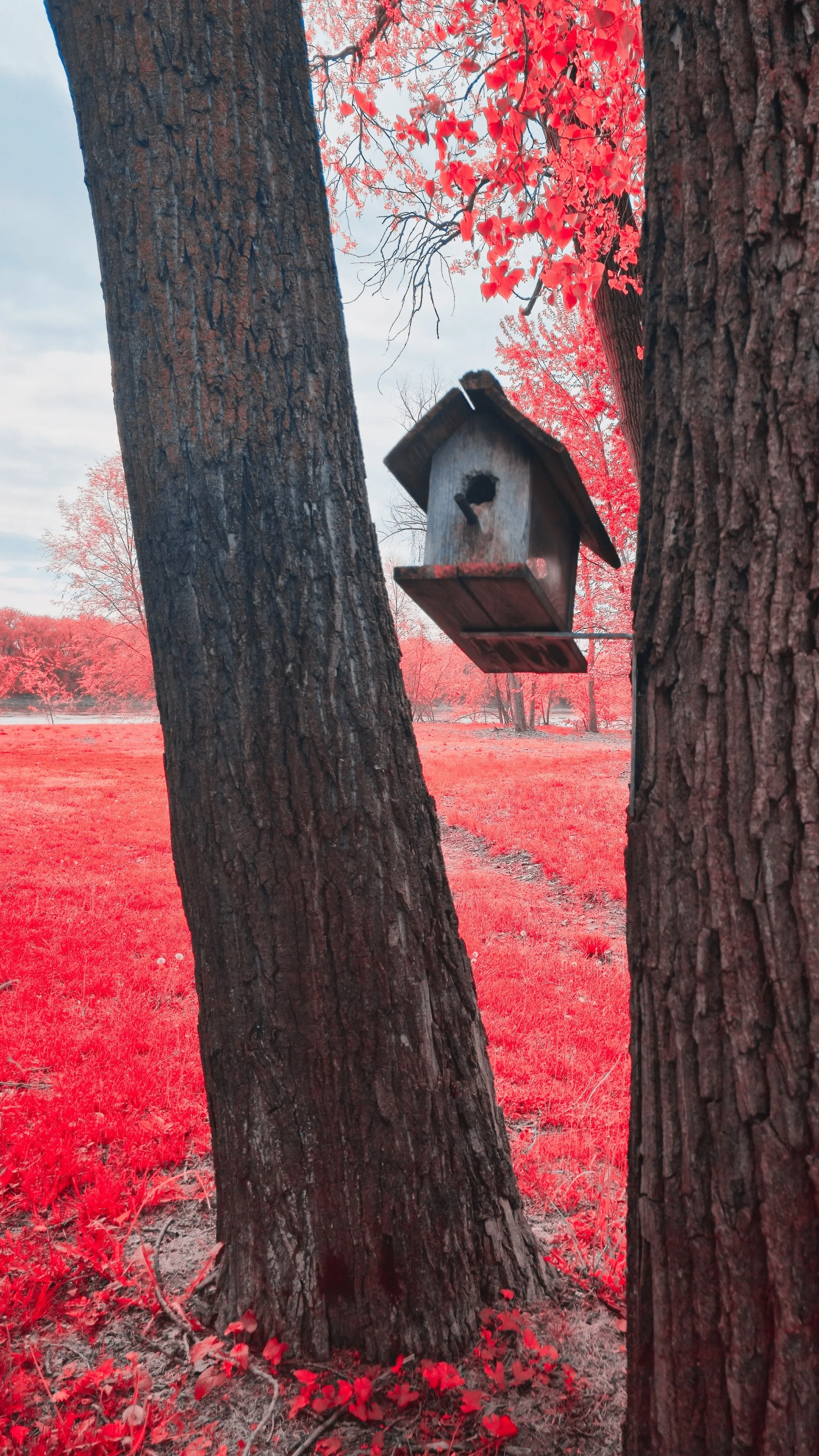 A wooden birdhouse hanging between two large trees with textured bark, set against a background of red foliage and a bright, cloudy sky.