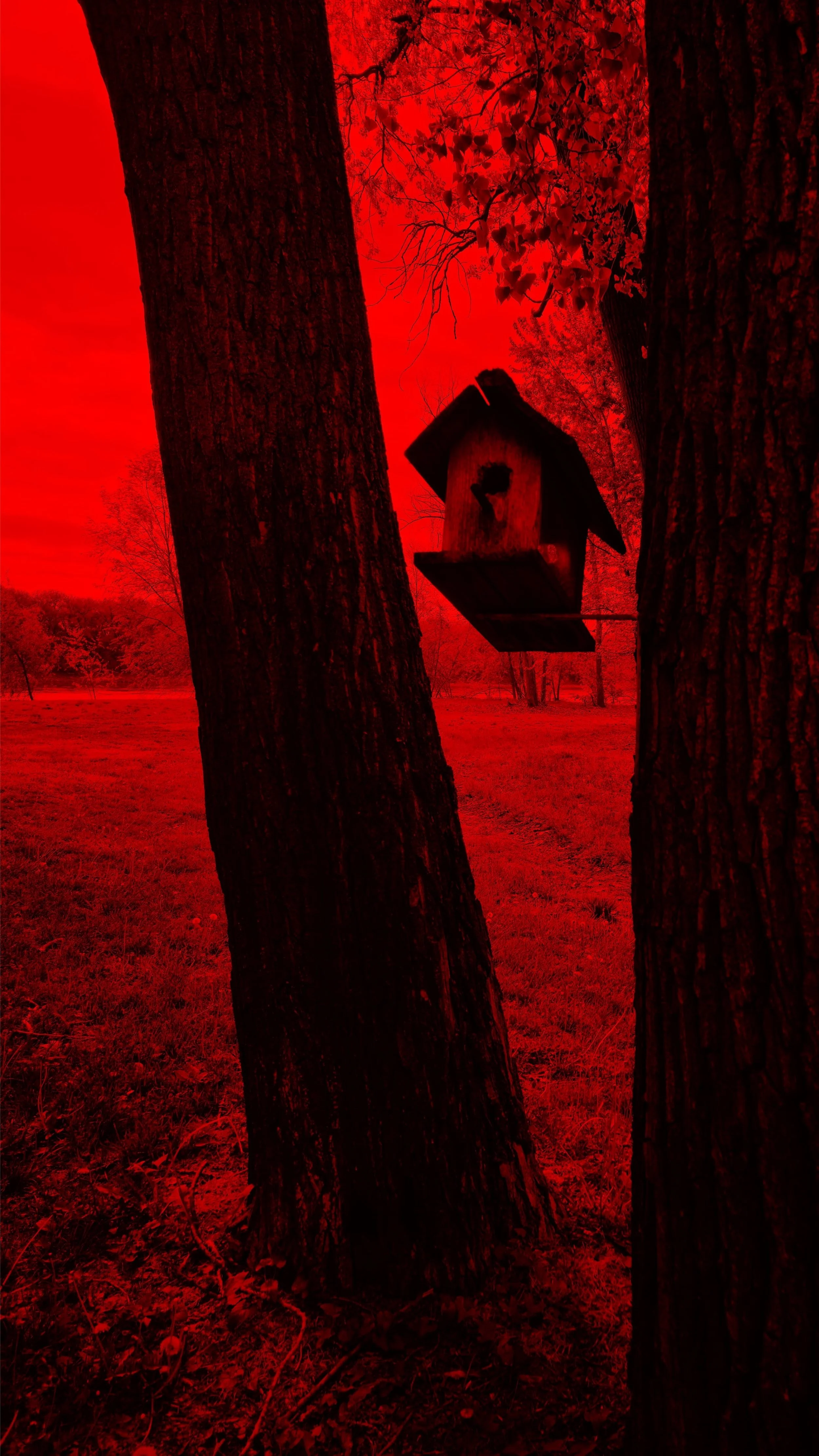 A wooden birdhouse attached between two trees with a bright red sky in the background. Noir inspired fine art photograph