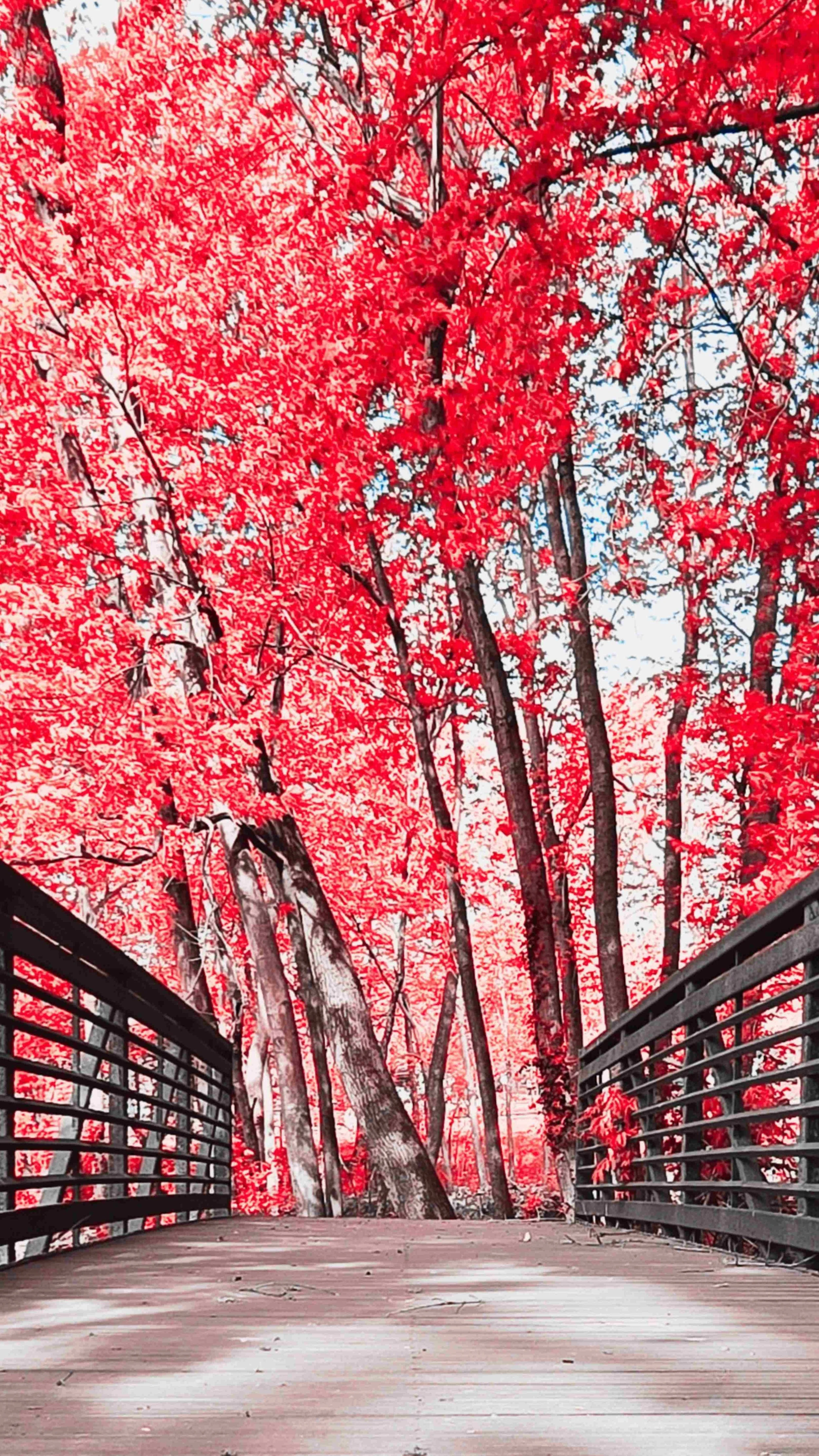 Woods Bridge Pink 9x16.jpg