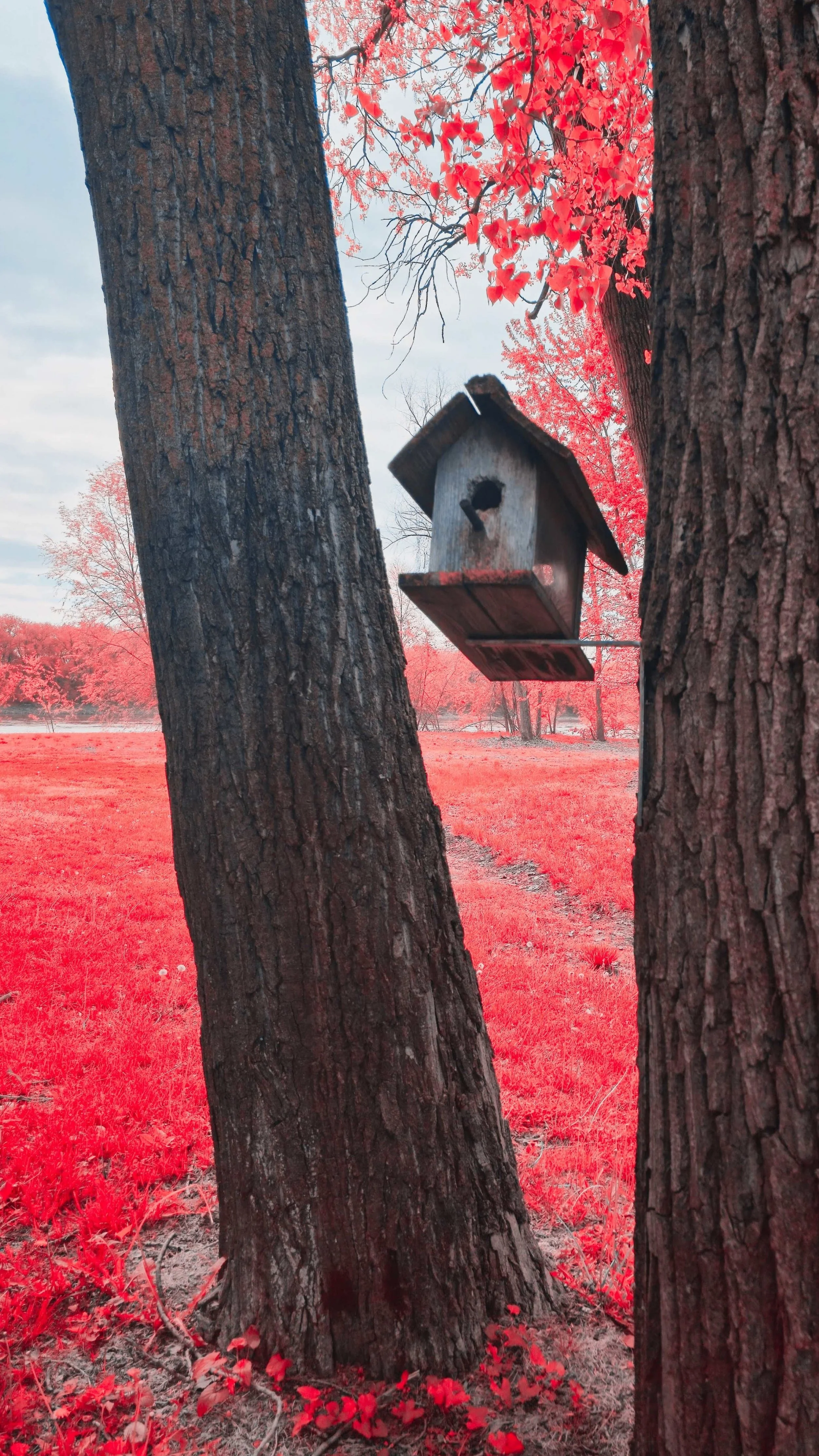 Birdhouse Pink 2.jpg