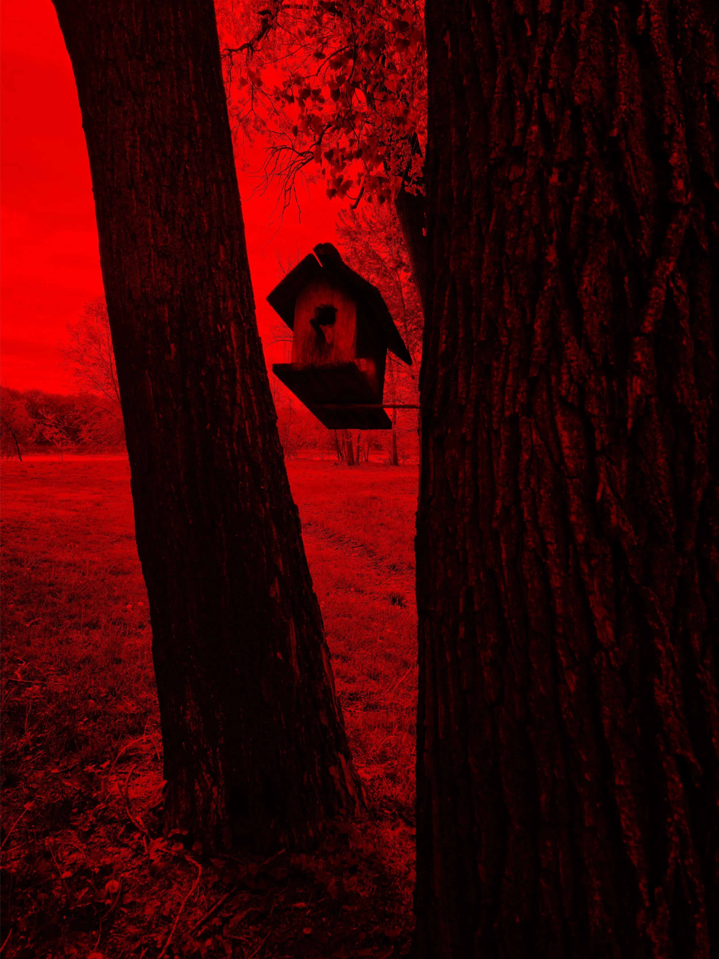 A red-tinted photo of a wooded outdoor area featuring two large tree trunks in the foreground, a small birdhouse hanging between the trees, and a field with trees in the background. Noir inspired fine art photograph