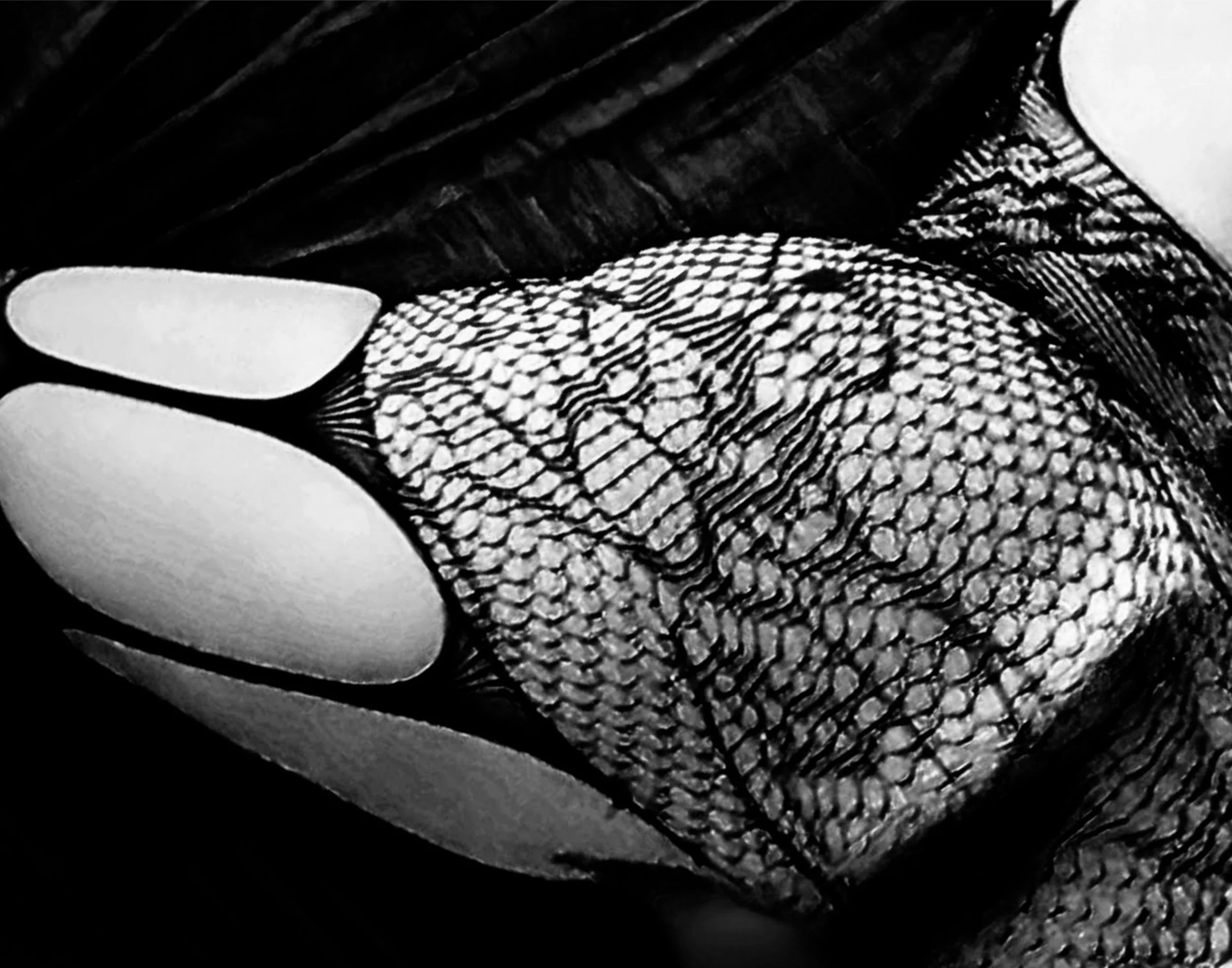 14x11 Black and White Lace Flipped.jpg