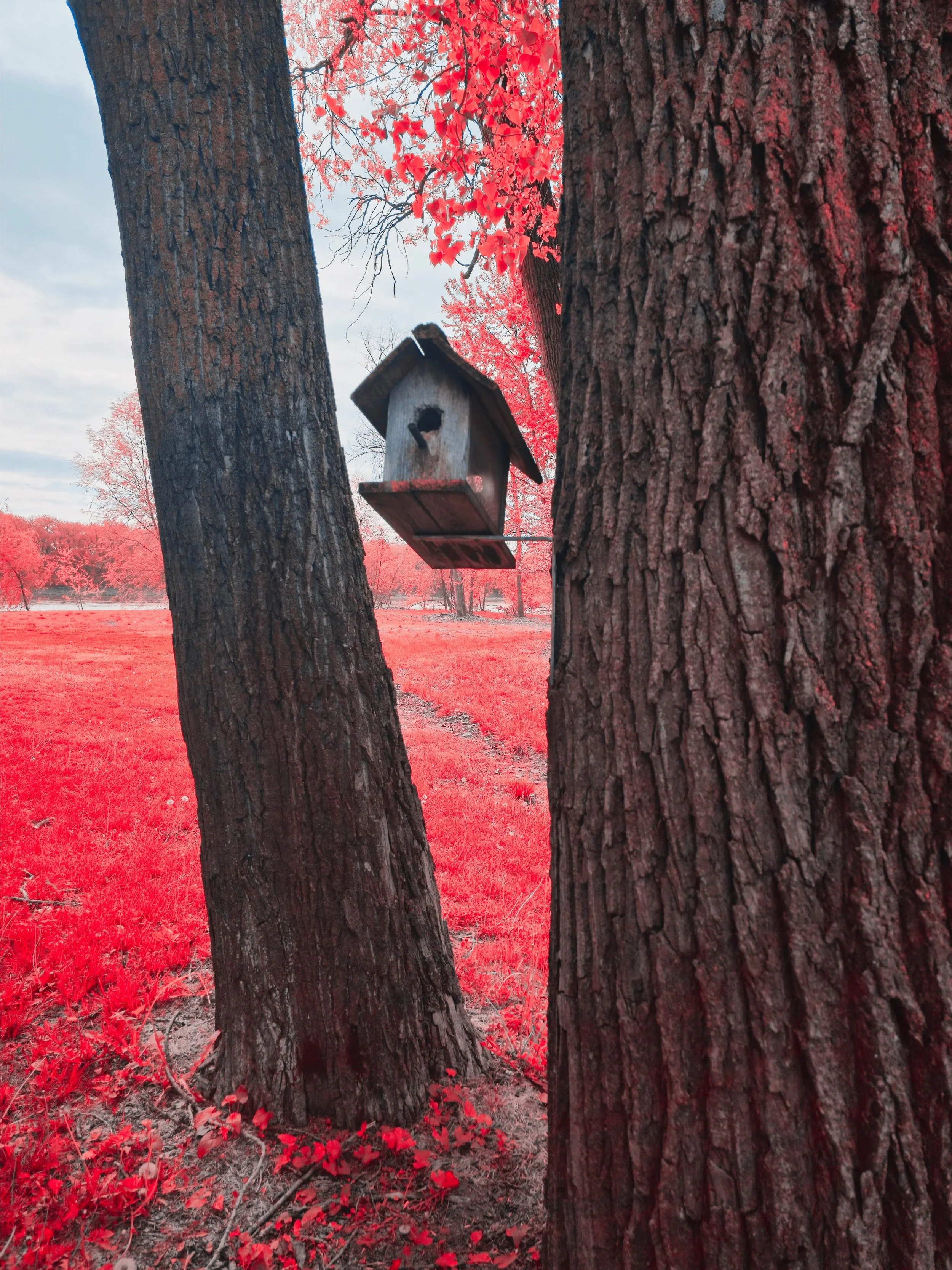 A birdhouse hanging between two large tree trunks in a park with red foliage and a grassy field in the background.