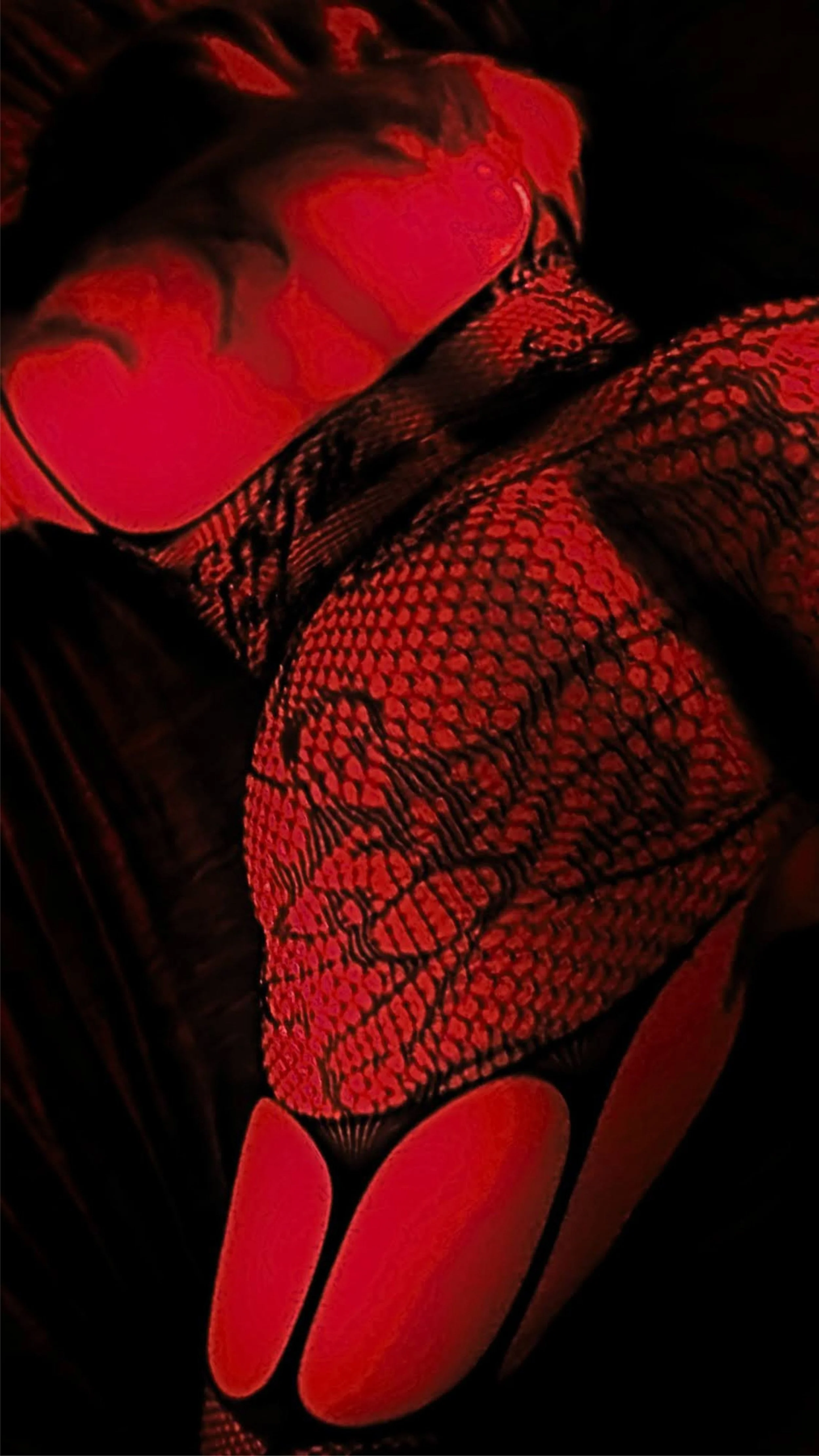 9x16 Red Lace Flipped.jpg