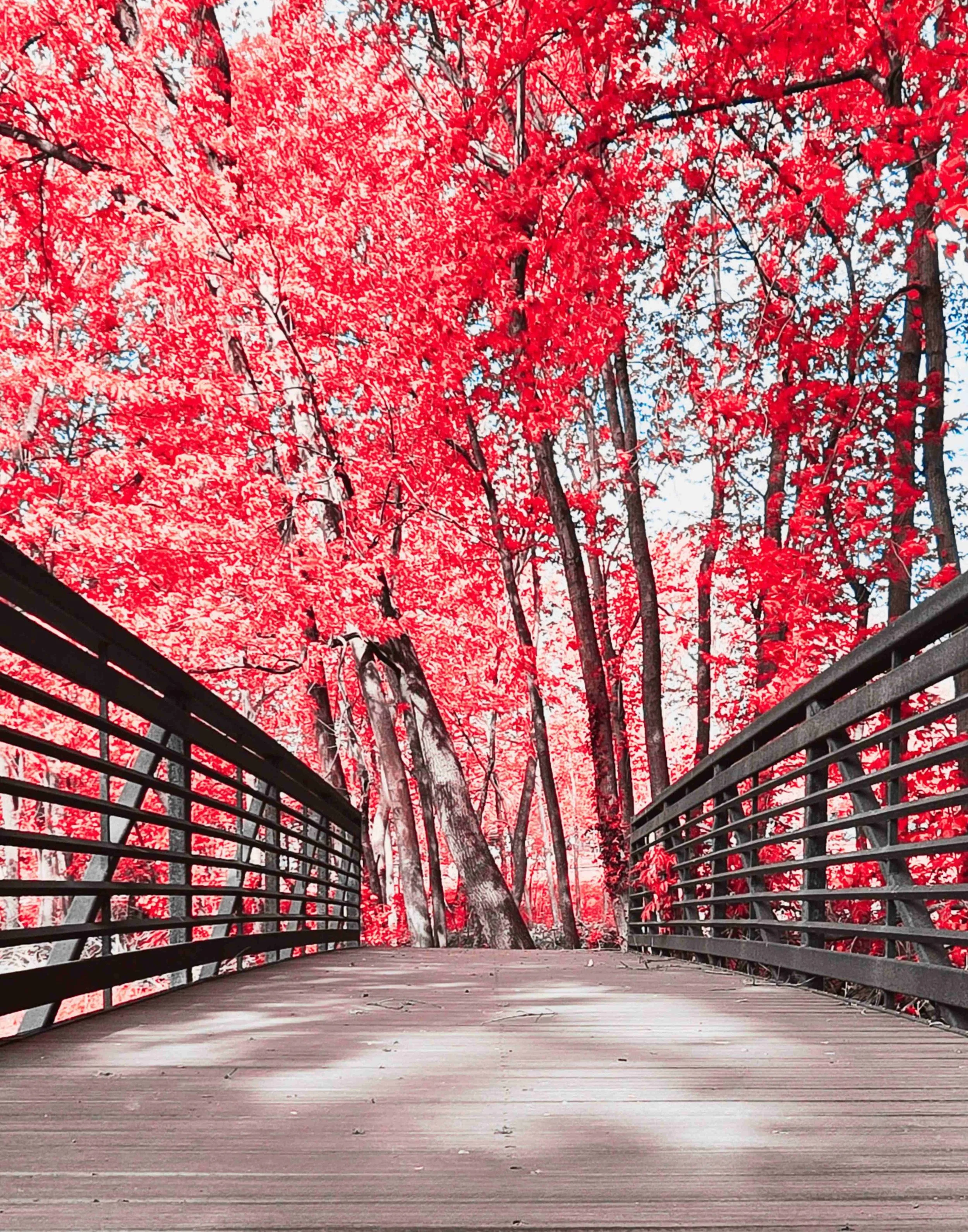 Woods Bridge Pink 11x14.jpg
