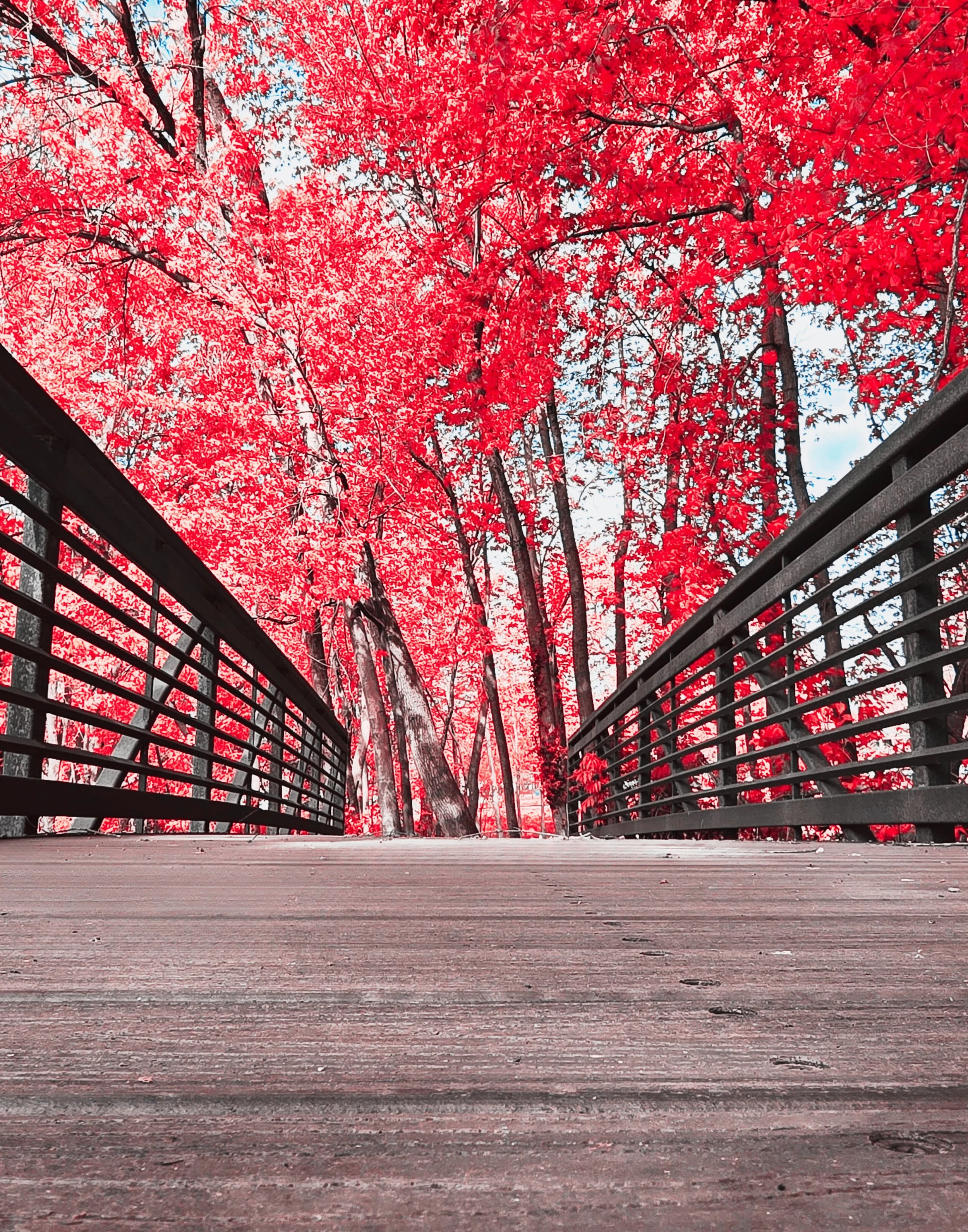 Looking up at a tree with vibrant red autumn leaves through the opening of a metal bridge, with a wide view of the tree's branches and sky