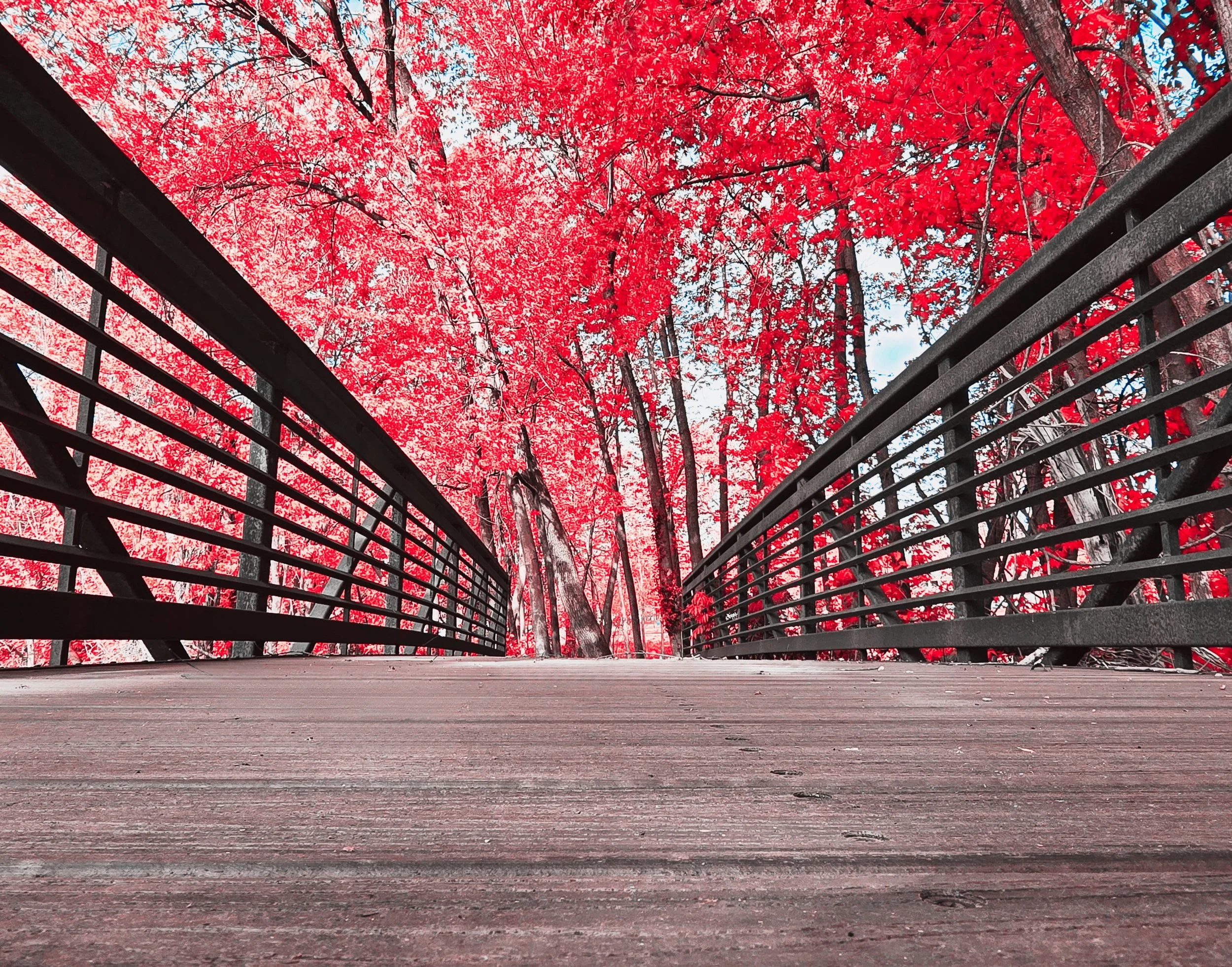 Looking up from a wooden bridge with black railings, over red autumn trees with a cloudy sky in the background.