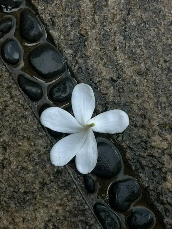 petal rock black