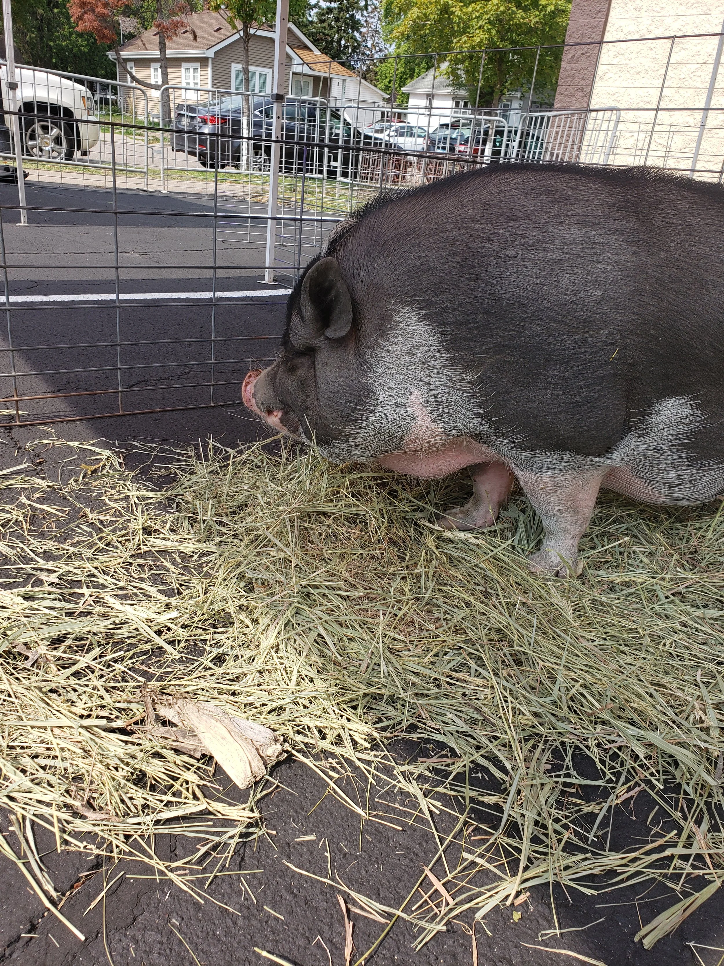 Petting Zoo