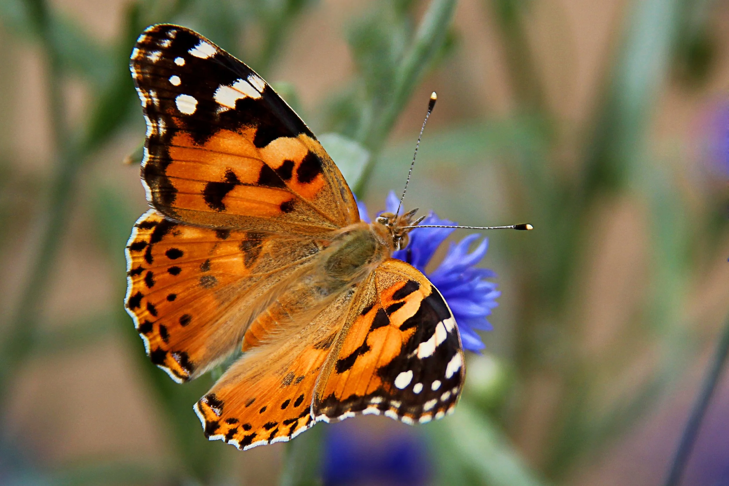 Painted Lady Butterfly Release