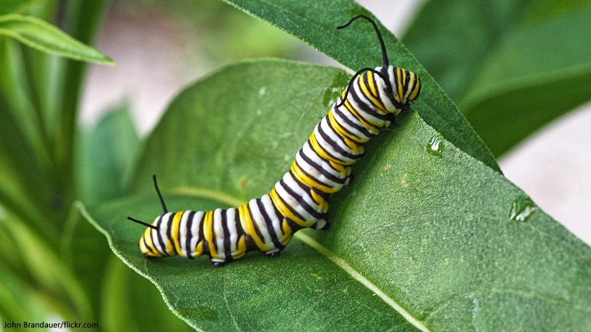 Caterpillar Raising Kit
