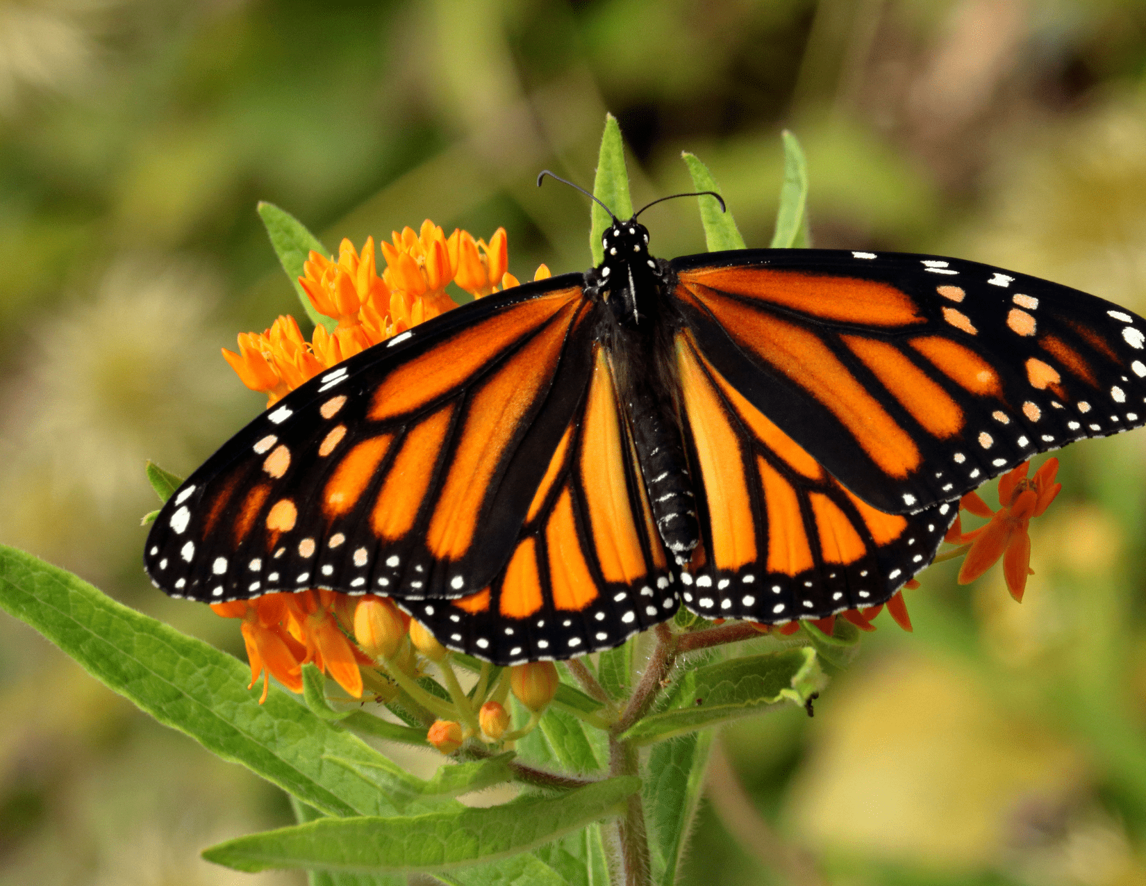 Monarch Butterfly Release