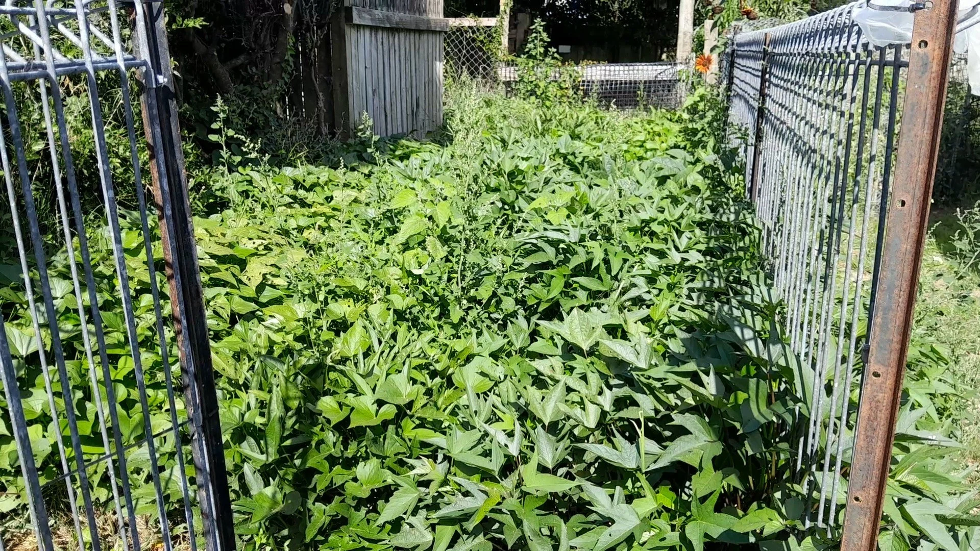Kūmara vines spreading across a garden bed during summer