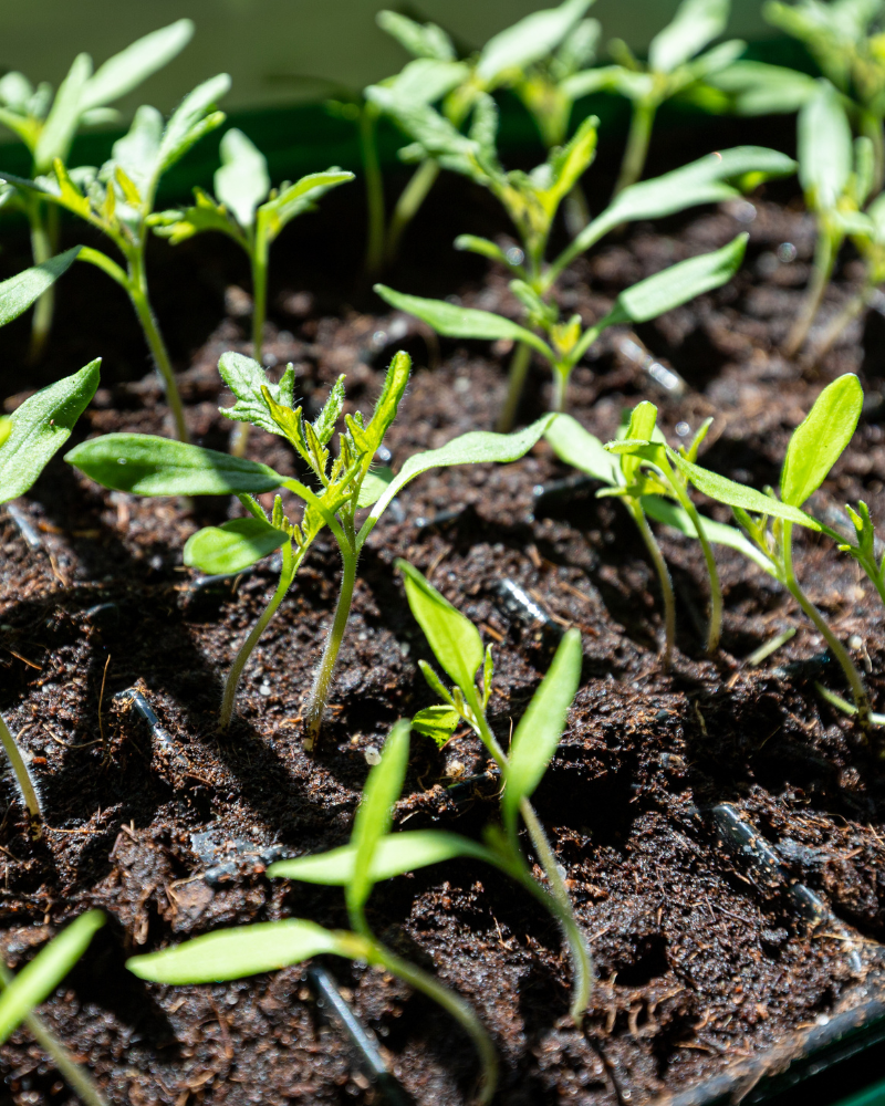 Young vegetable seedlings growing in soil as part of seasonal garden planning and home food growing.