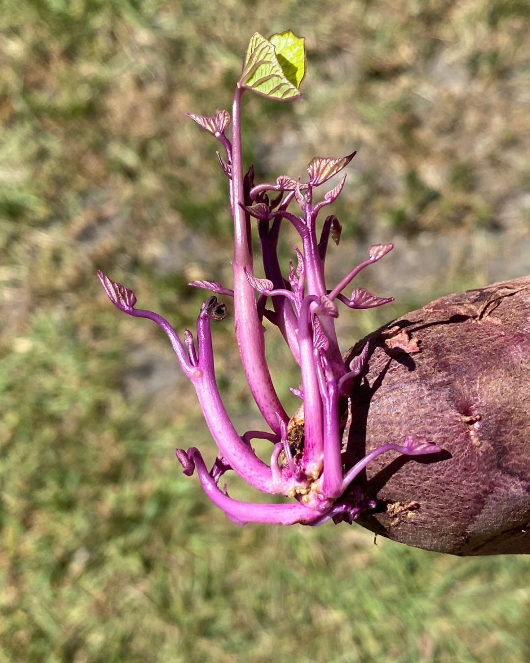 Purple kūmara slips growing from a kūmara