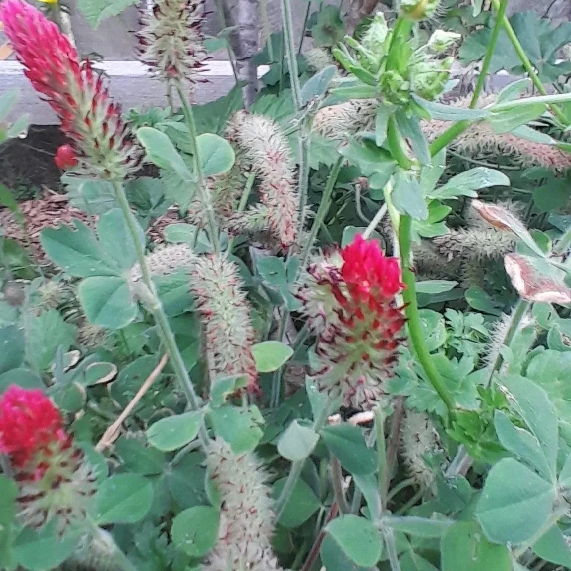 Red clover growing beneath the food forest, helping cover the soil, support pollinators and build fertility naturally.