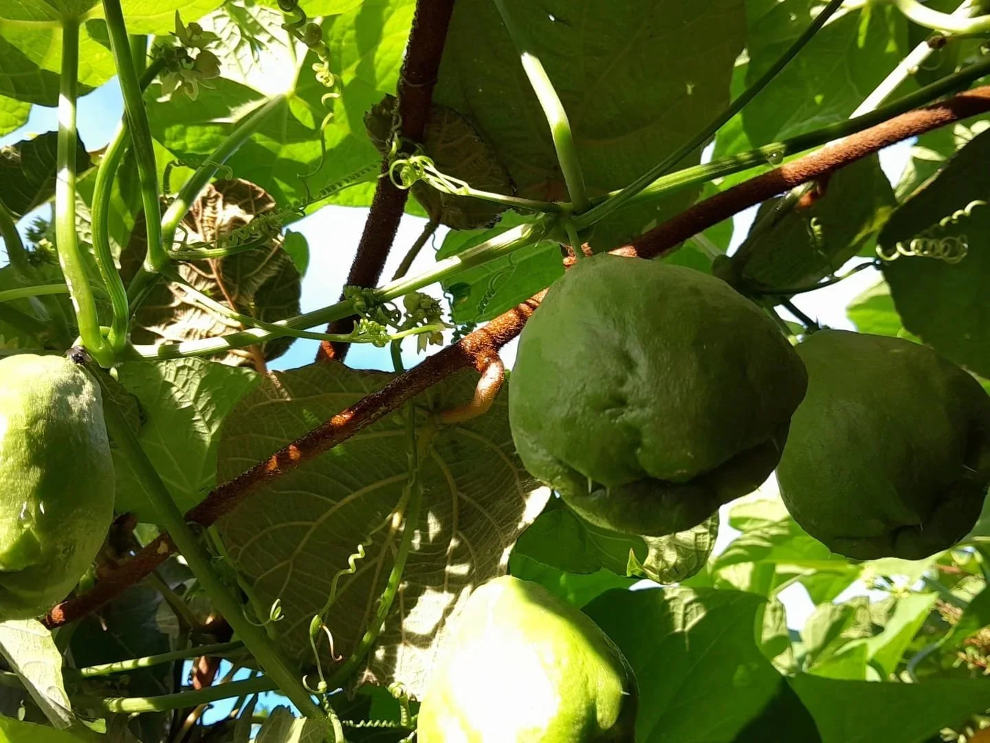 Choko vines climbing high and making the most of vertical space.