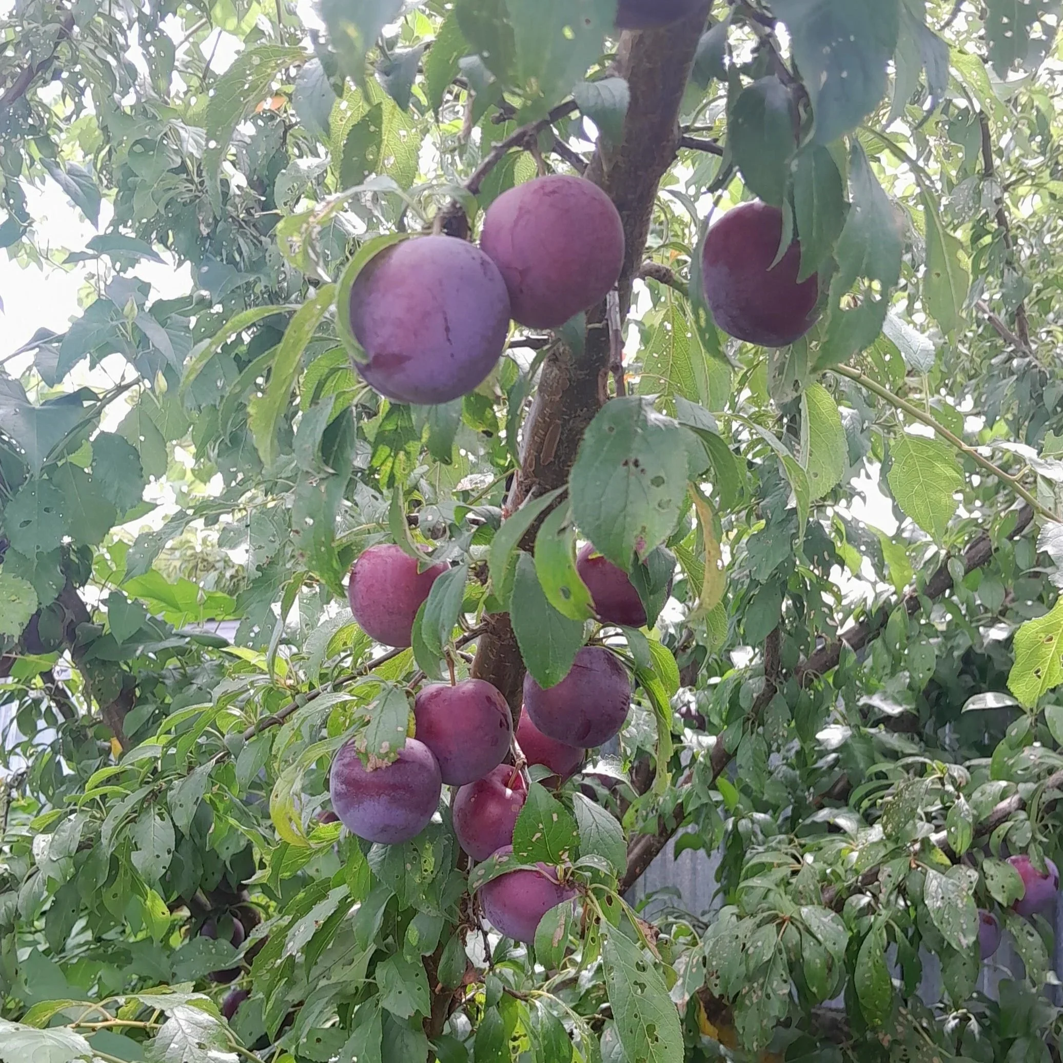 Walter Gibbons plums — one of my favourite fruit trees.
