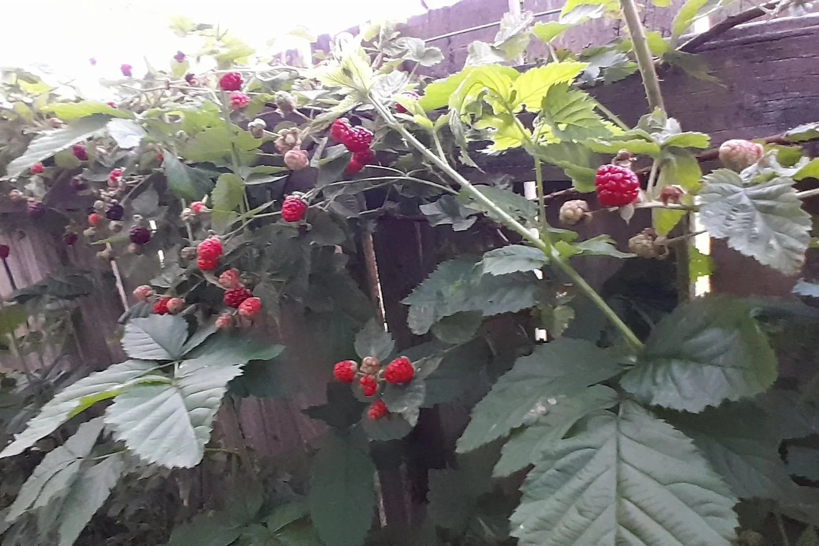 Fresh raspberries growing on a backyard berry bush.