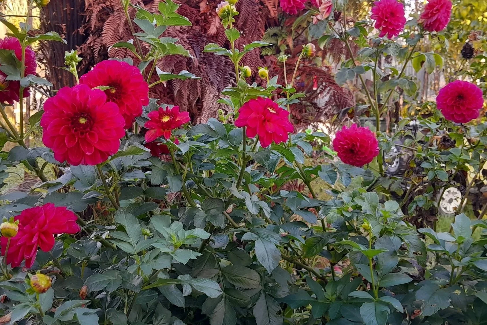 Great Nana’s dahlias, passed down through the family and flowering where I can see them from the back door.