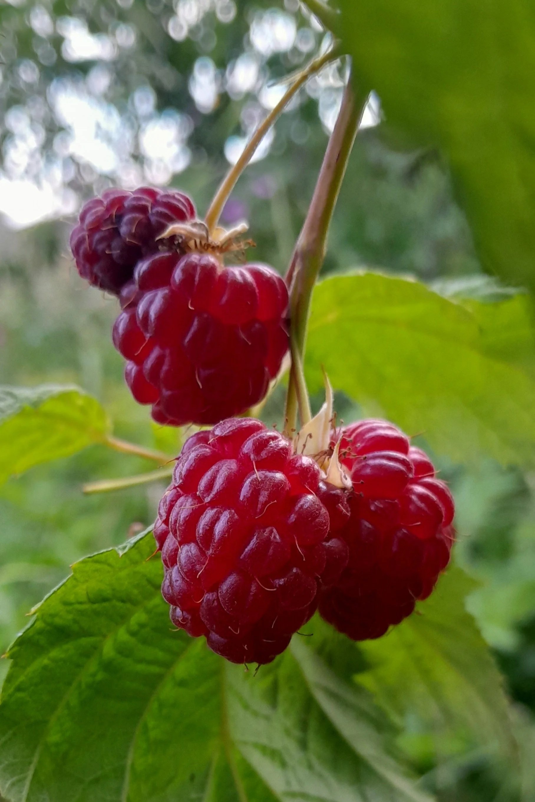 Sweet homegrown raspberries picked straight from the garden.