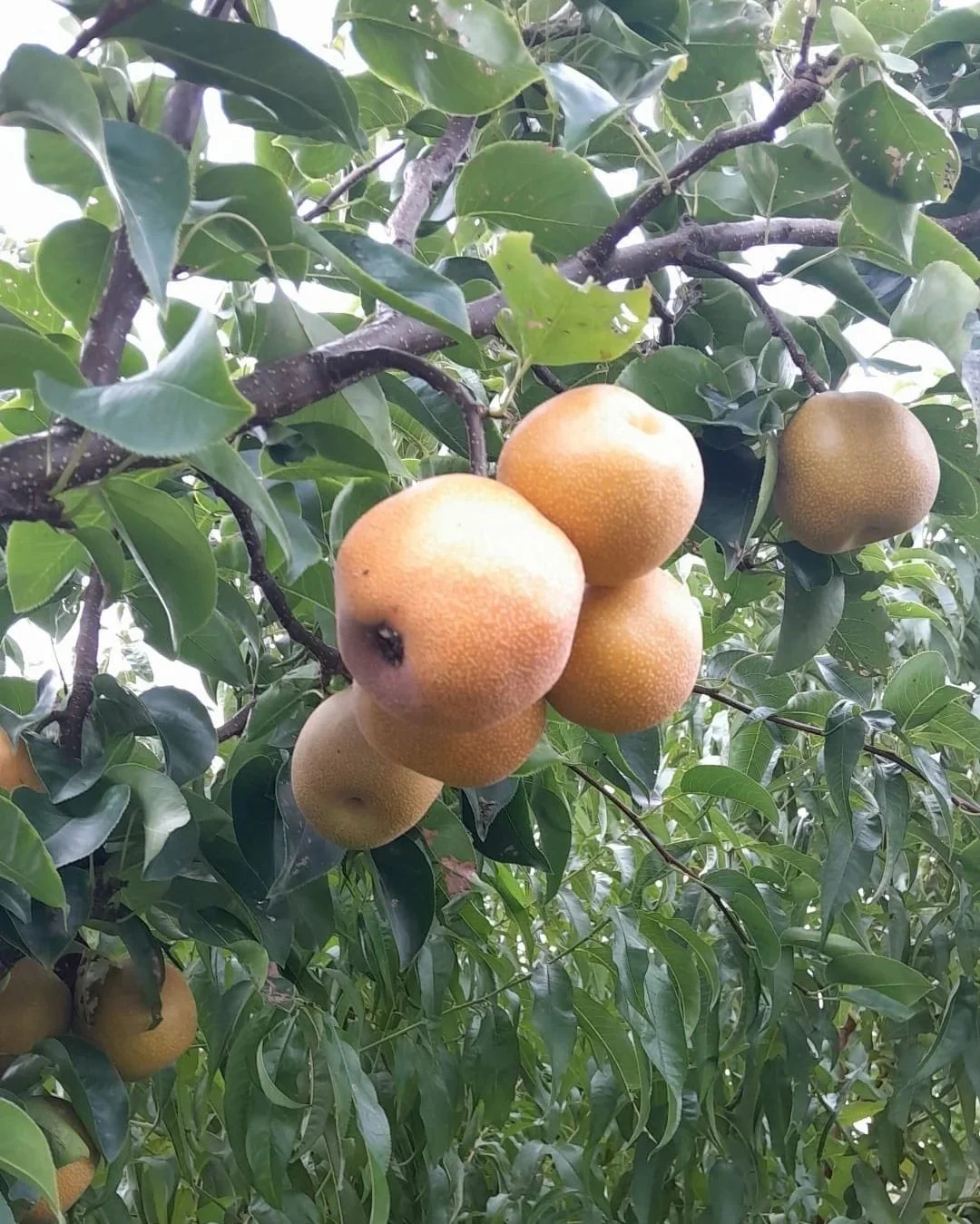 Homegrown nashi pears growing on a backyard fruit tree.