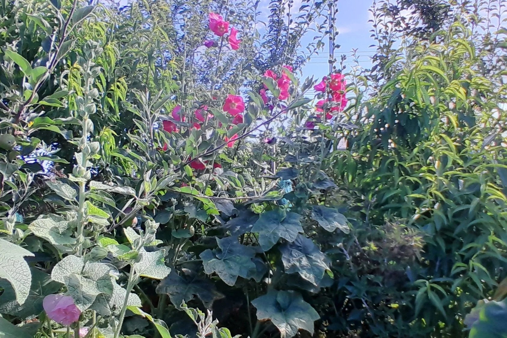 A glimpse into a thriving food forest where abundance grows a little more each season.