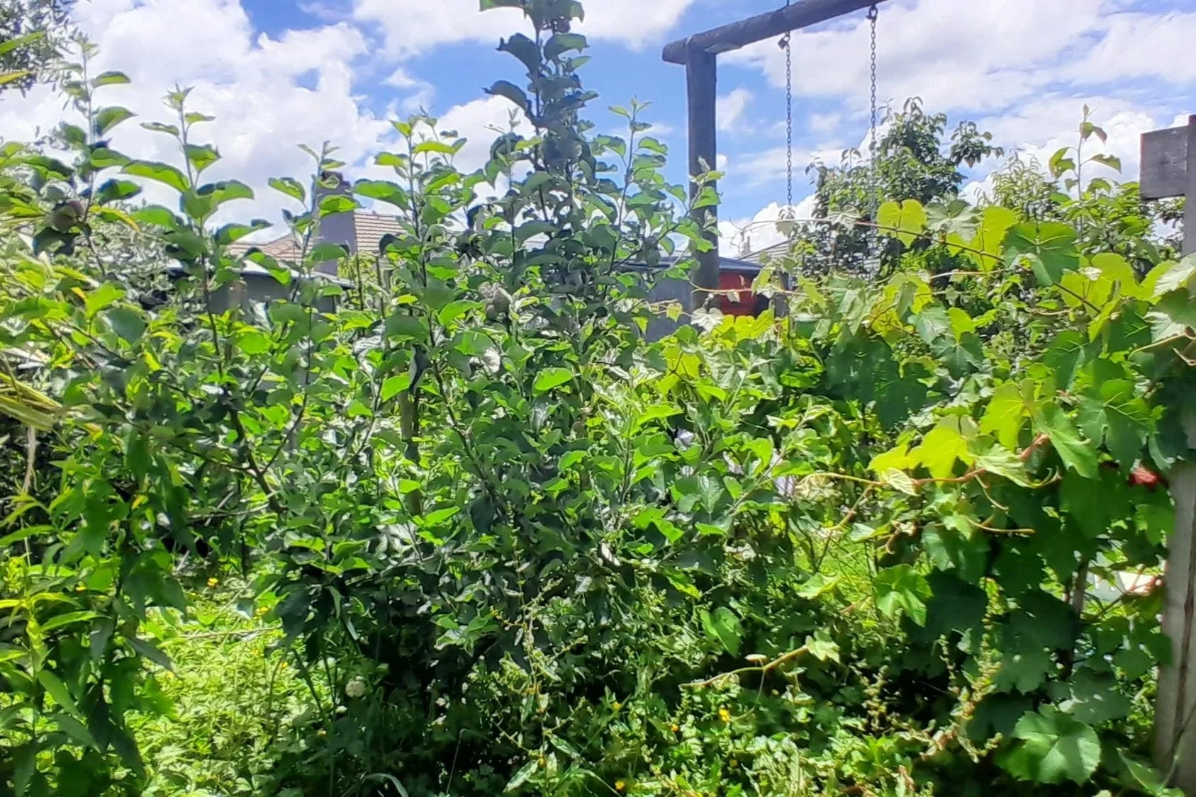 Walking through the food forest, where trees, flowers and food grow together in layers.