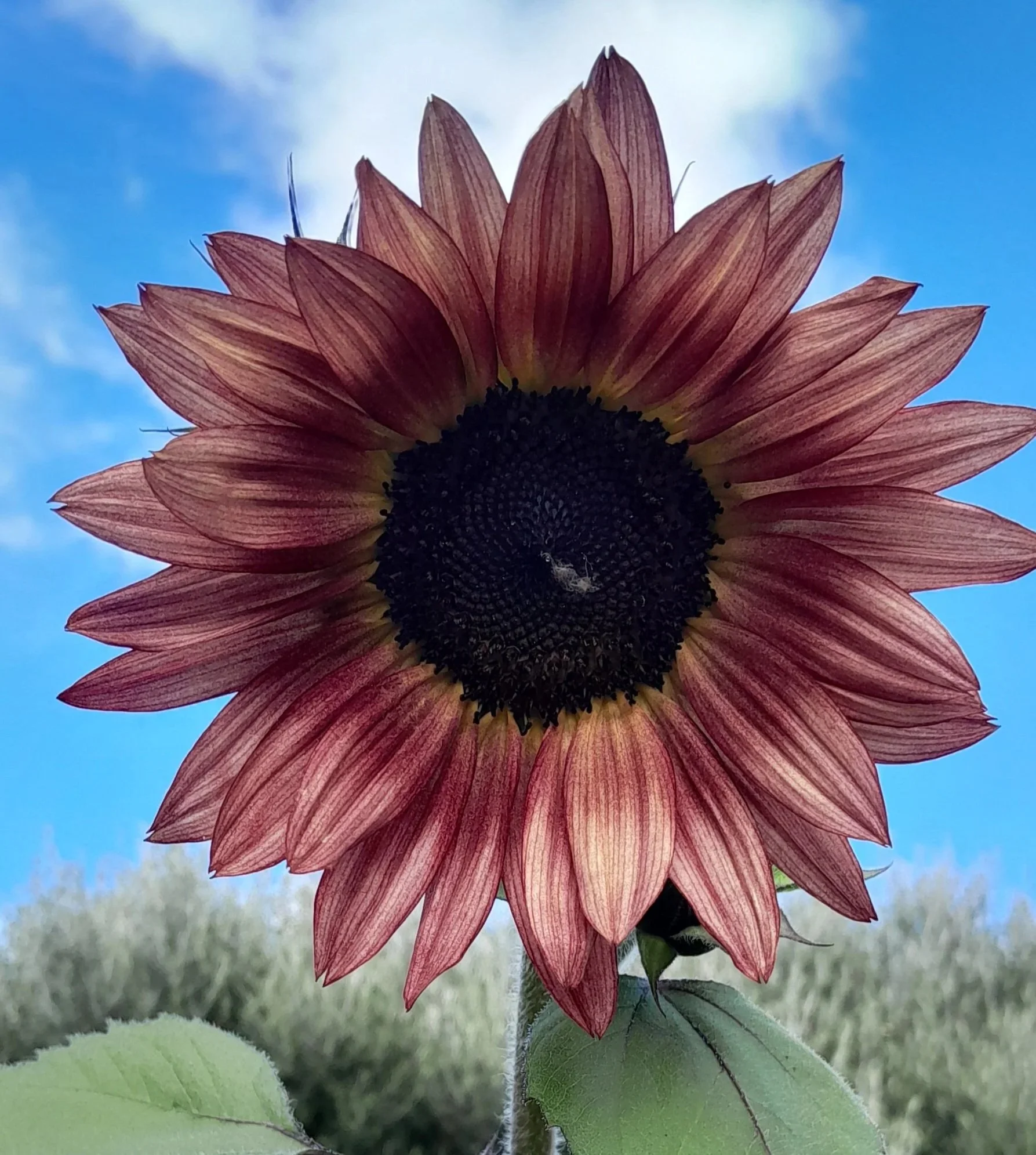 One of Mum's beautiful sunflowers brightening the garden.