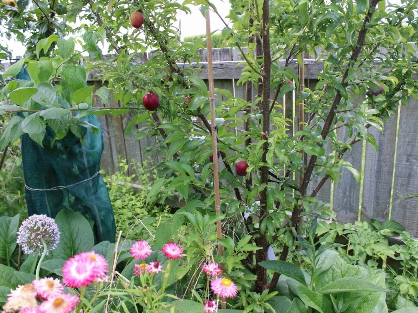 Plums beginning to ripen on the tree.