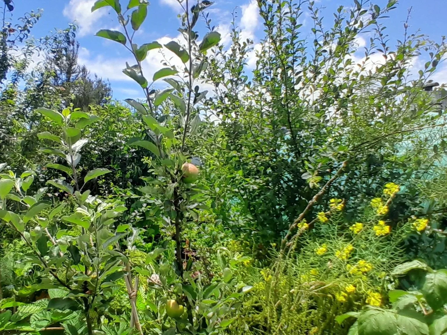 Another view showing how the garden becomes fuller and more productive over time.