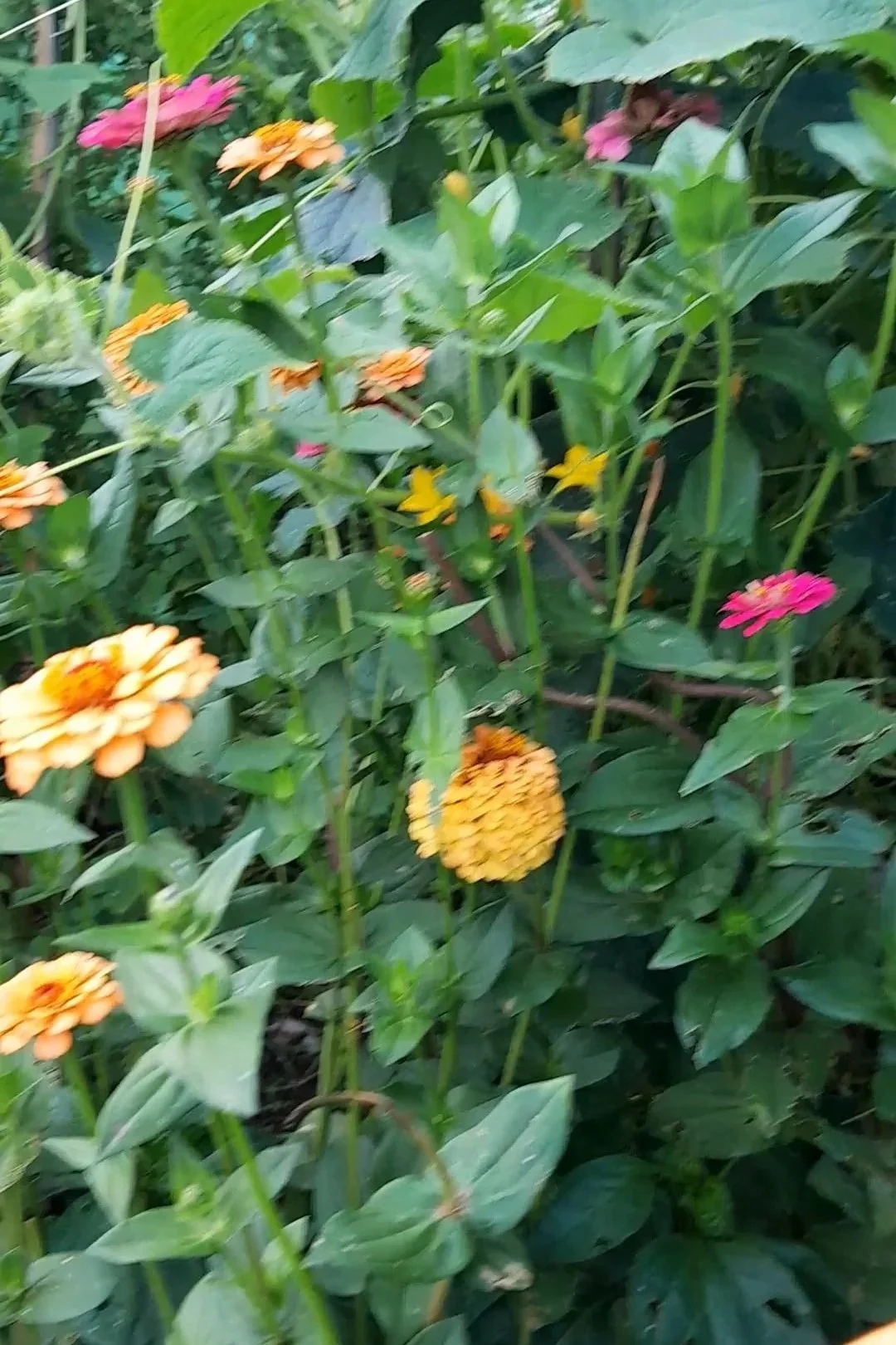 Bright zinnias bringing colour, bees and butterflies to the garden all summer long.