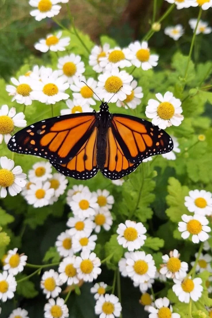 A monarch butterfly visiting feverfew flowers in the herb layer.