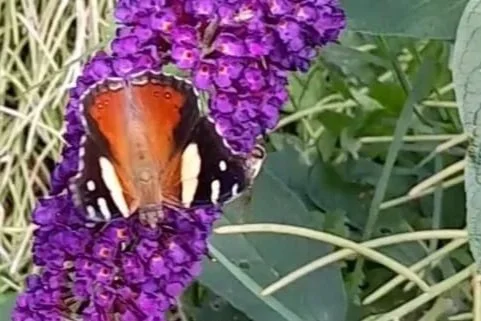 A yellow admiral butterfly visiting flowers in the garden.