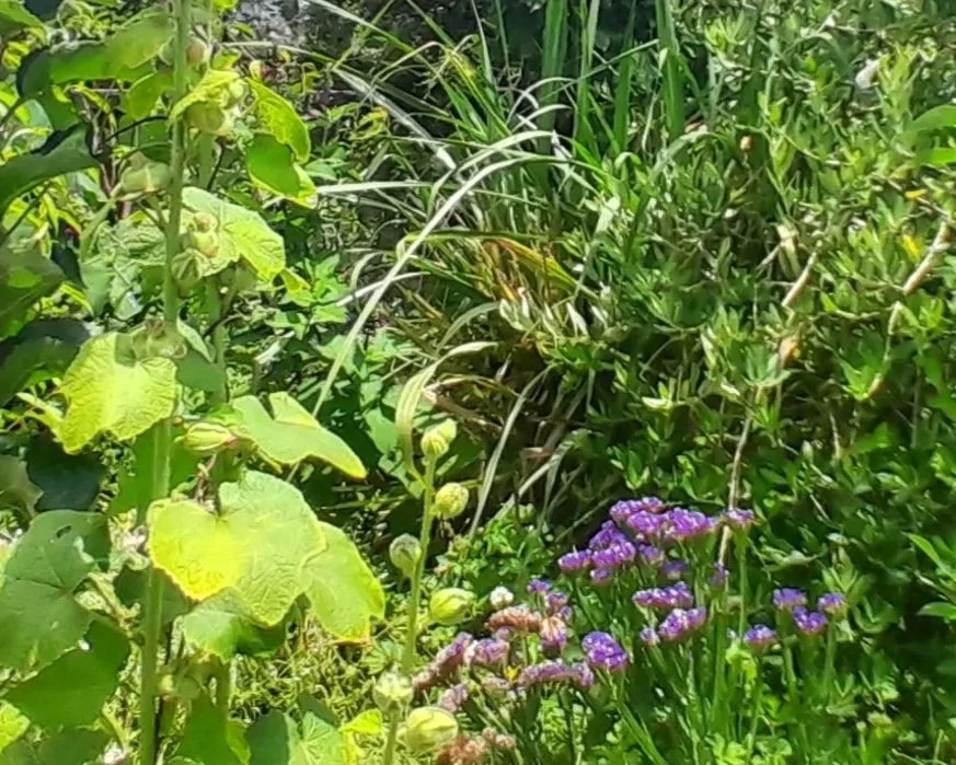 The food forest beginning to mature, with fruit trees, flowers and layered planting.