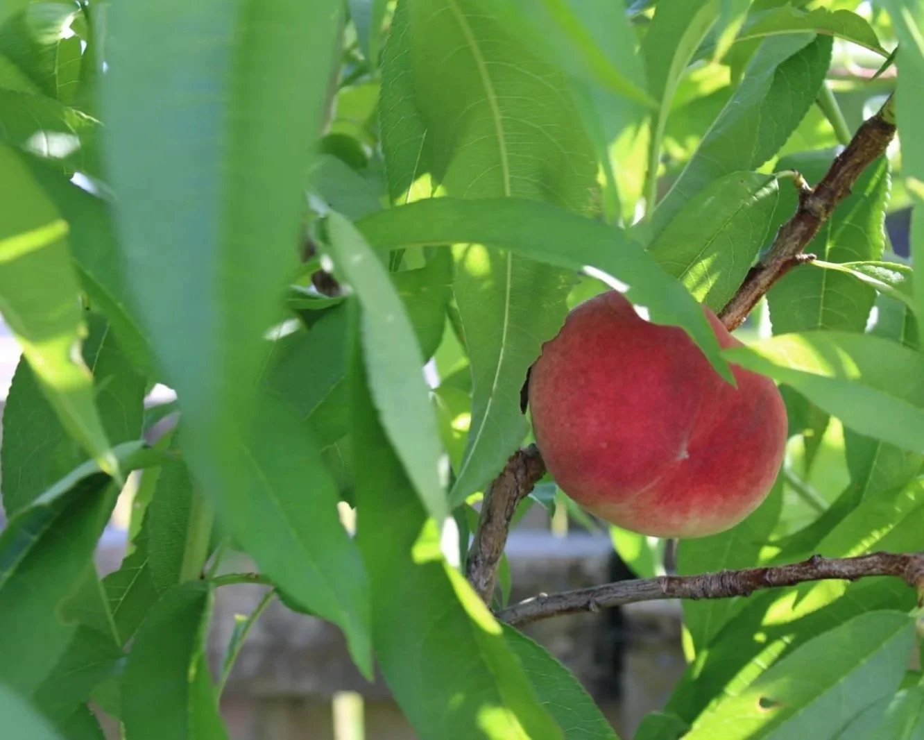 A  peach ripening in the summer sunshine.