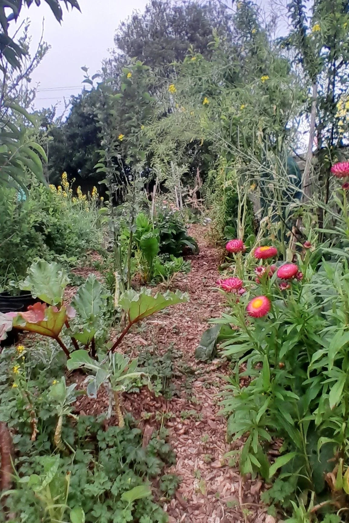An early food forest planting with flowers, vegetables and young fruit trees growing together.
