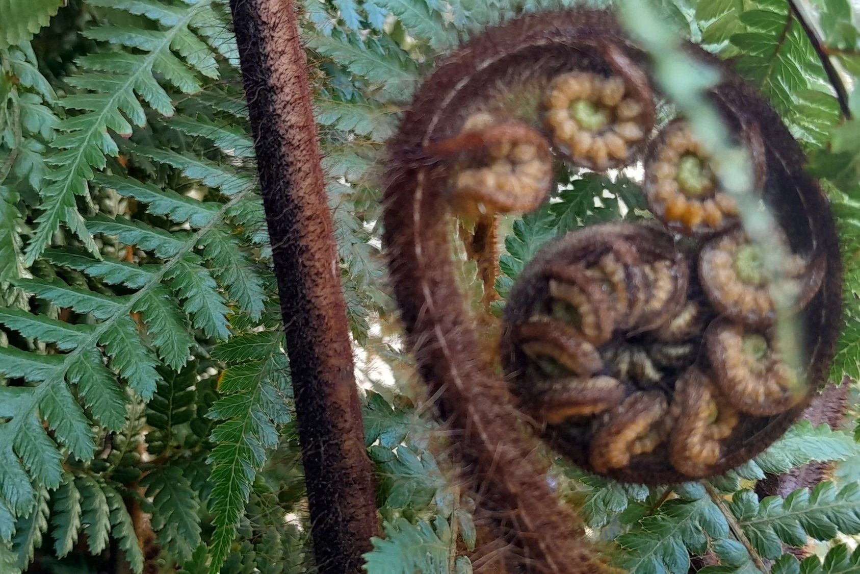A young koru unfurling in the garden, one of New Zealand's most recognisable native plants.