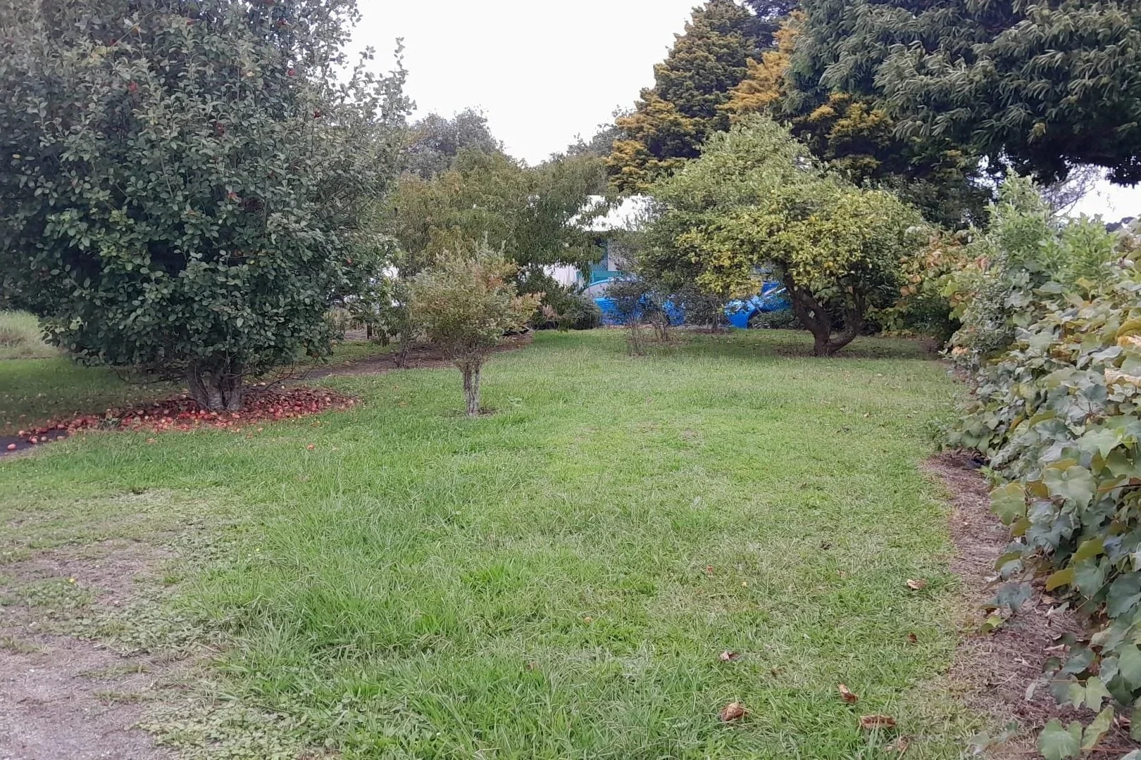 The garden is still growing step by step, with more areas slowly being cleared, planted and brought back into use.