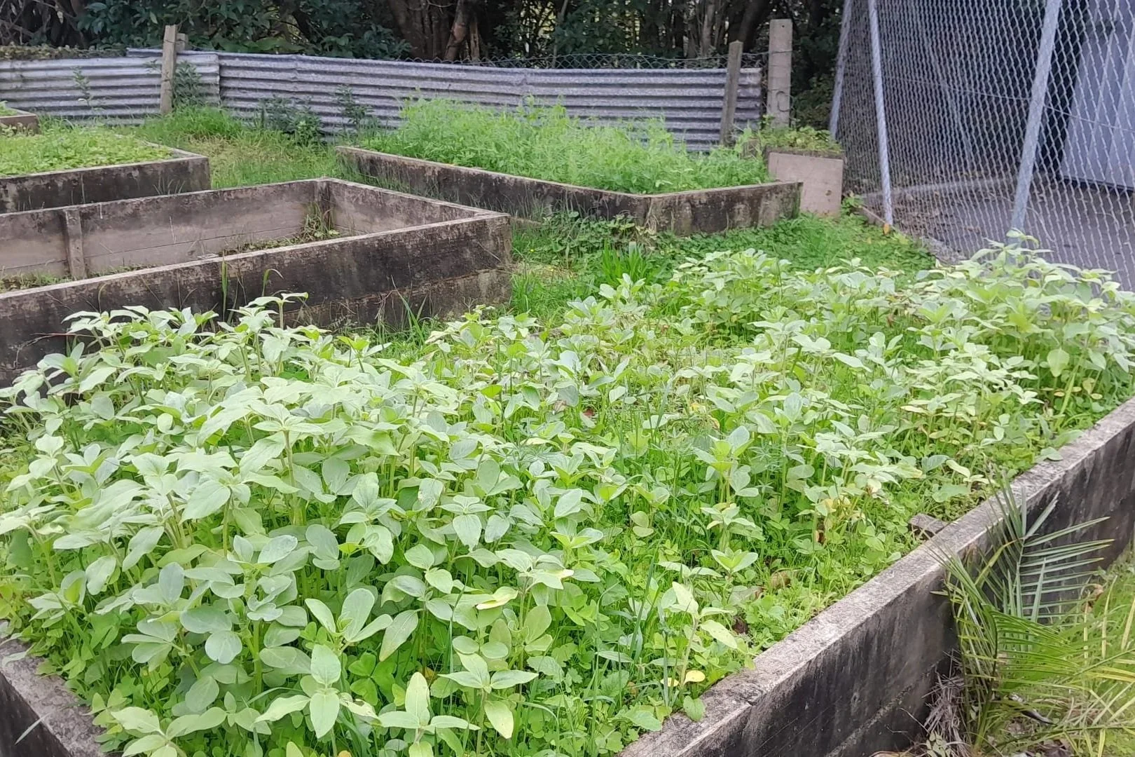 Cover crops are being used in parts of the garden to help block weeds, build healthier soil and prepare beds for future planting.