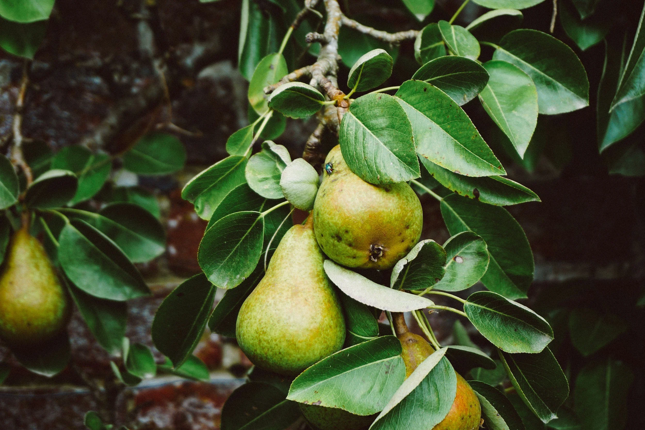 Pears growing among green leaves on a fruit tree