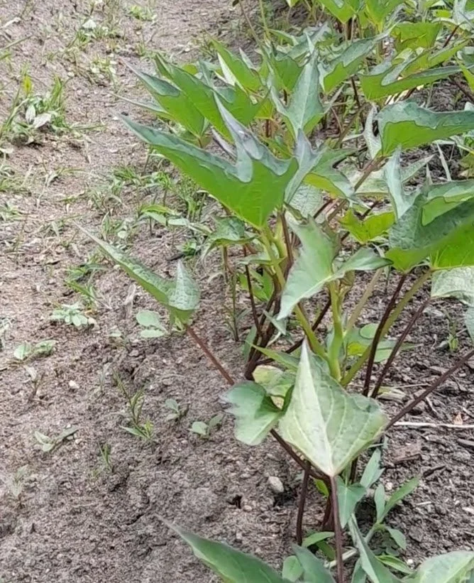 Kūmara plants growing in a prepared garden bed.