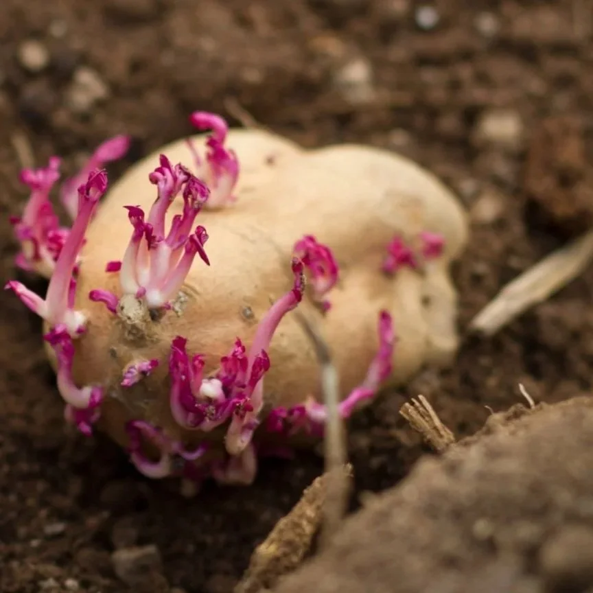 Kūmara sprouting shoots ready for growing kūmara slips in New Zealand