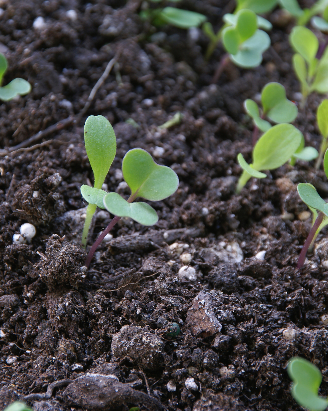Young vegetable seedlings emerging from rich garden soil, representing seasonal growth and ongoing learning in the garden.