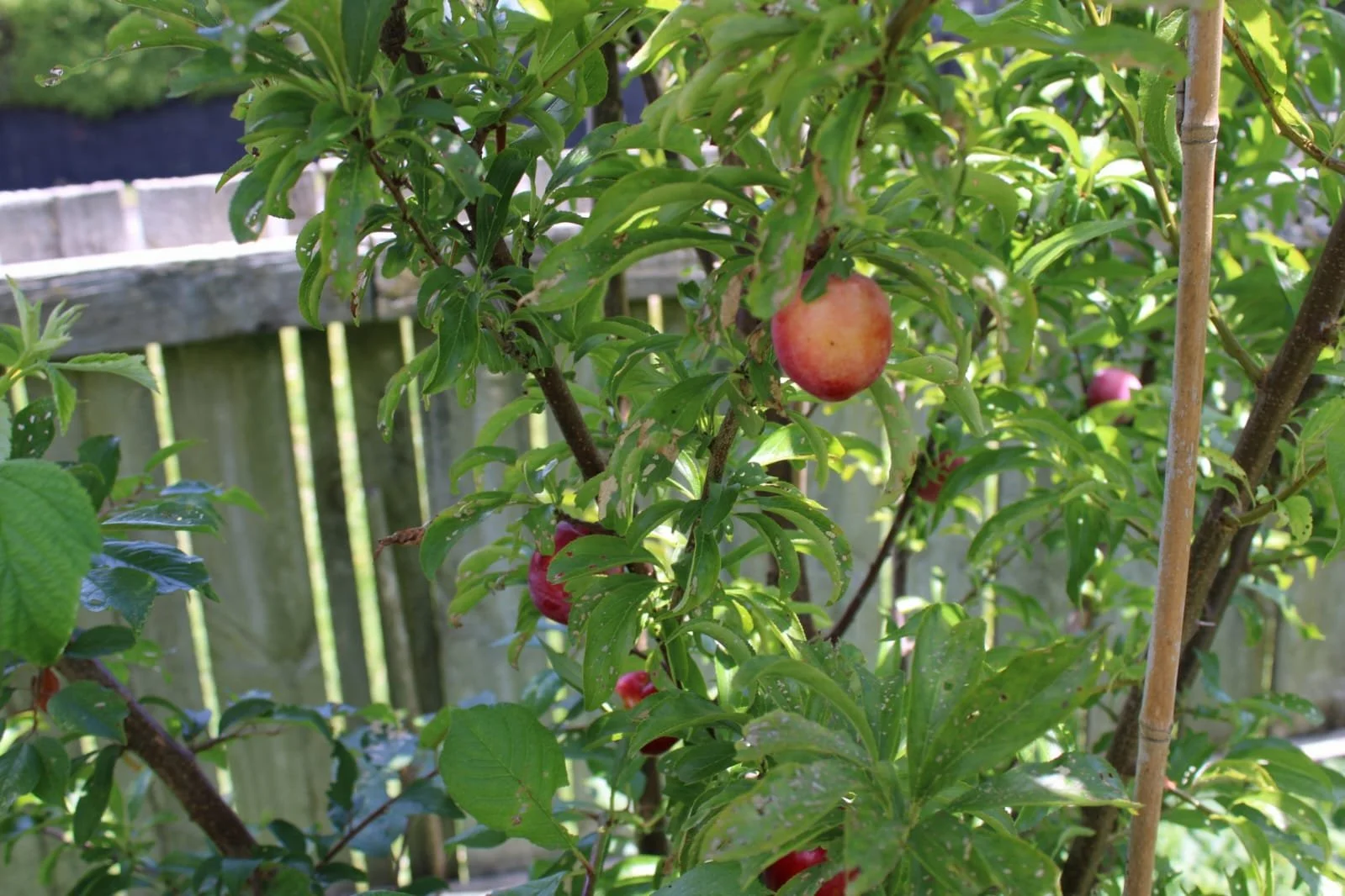 Homegrown plums growing on a backyard fruit tree at Nature Thrives